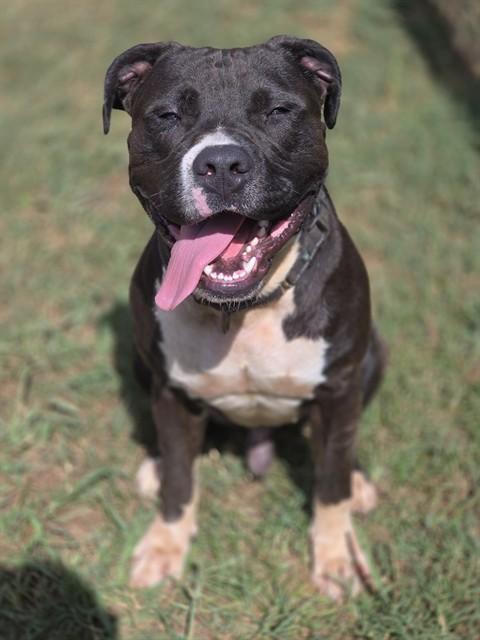 MOMO, Adoptable, Young Male American Staffordshire Terrier.