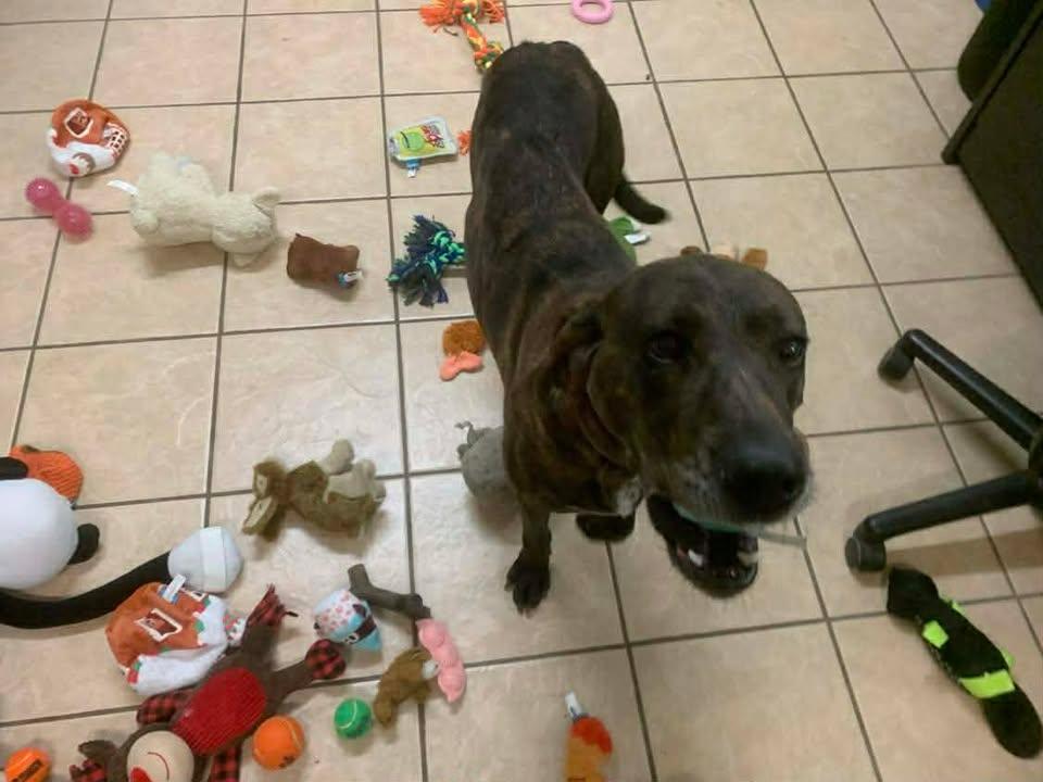 Enlarge River Rose, a Adoptable Tennessee Treeing Brindle in Mason City, IL image 1/5