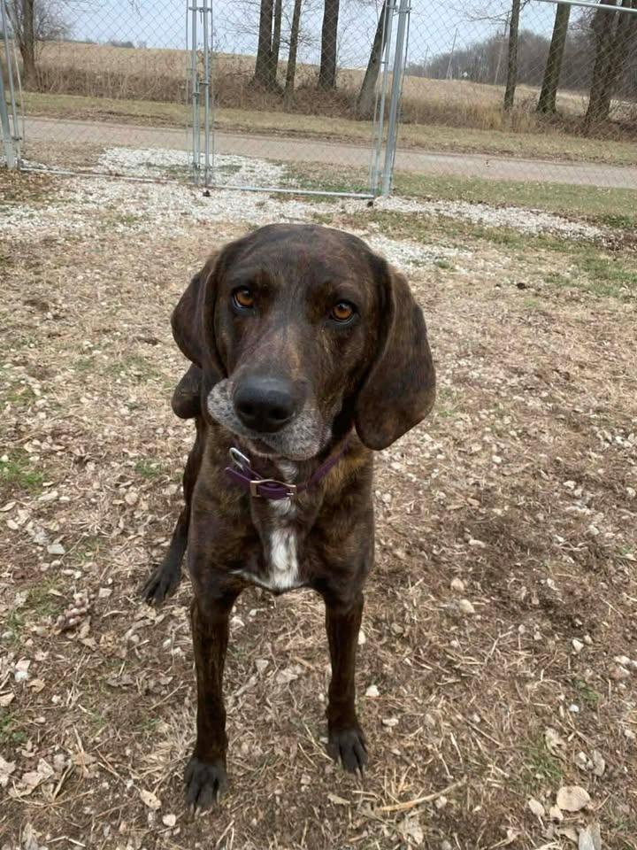 River Rose, Adoptable, Young Female Tennessee Treeing Brindle.