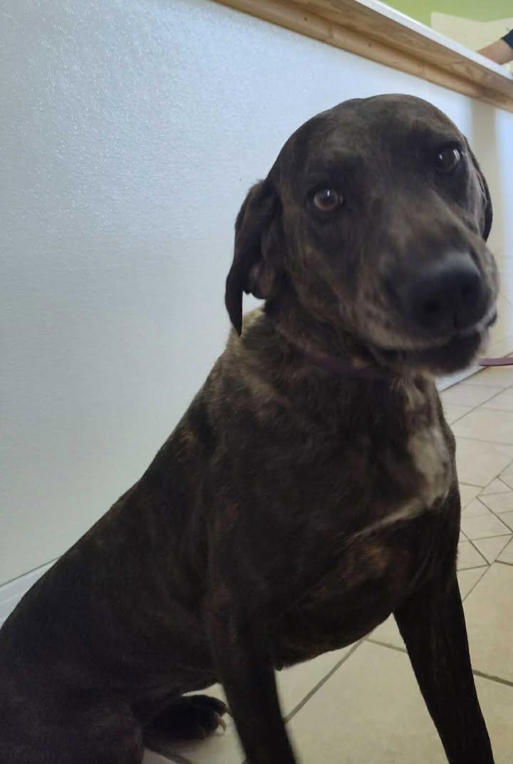 Enlarge River Rose, a Adoptable Tennessee Treeing Brindle in Mason City, IL image 2/5