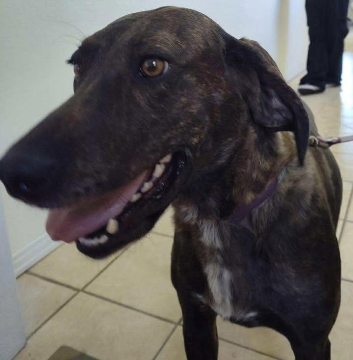 Enlarge River Rose, a Adoptable Tennessee Treeing Brindle in Mason City, IL image 3/5