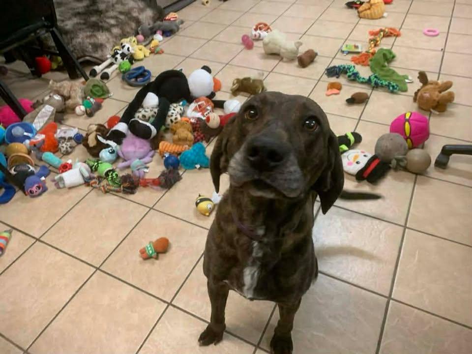 Enlarge River Rose, a Adoptable Tennessee Treeing Brindle in Mason City, IL image 4/5