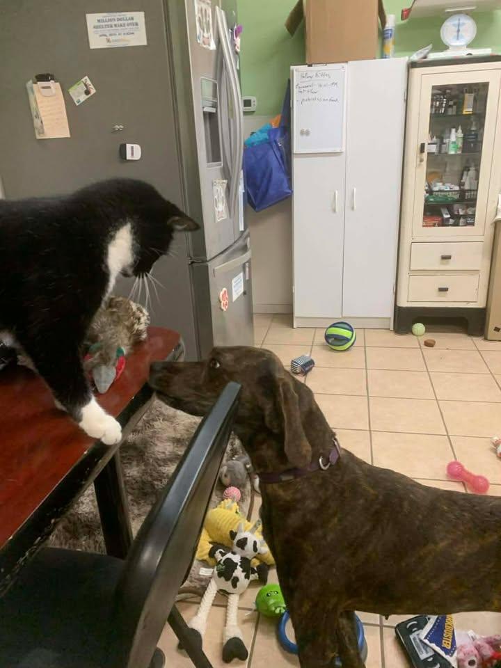 Enlarge River Rose, a Adoptable Tennessee Treeing Brindle in Mason City, IL image 5/5