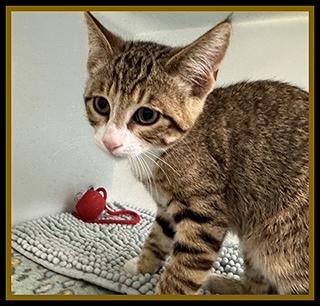 BLAINE, Adoptable, Kitten Male Domestic Short Hair.