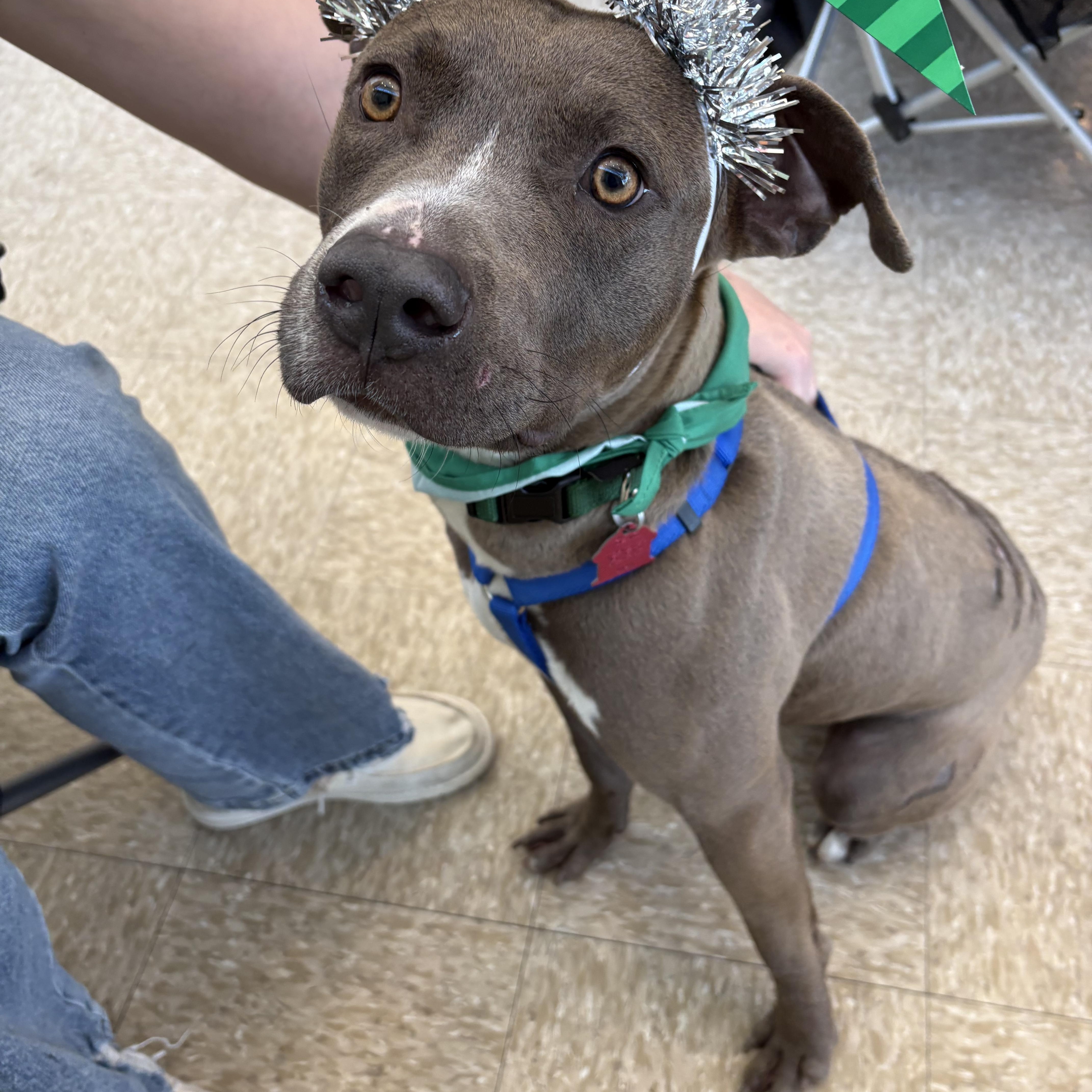 Enlarge Falcon , an adopted Pit Bull Terrier in Forney, TX image 4/4