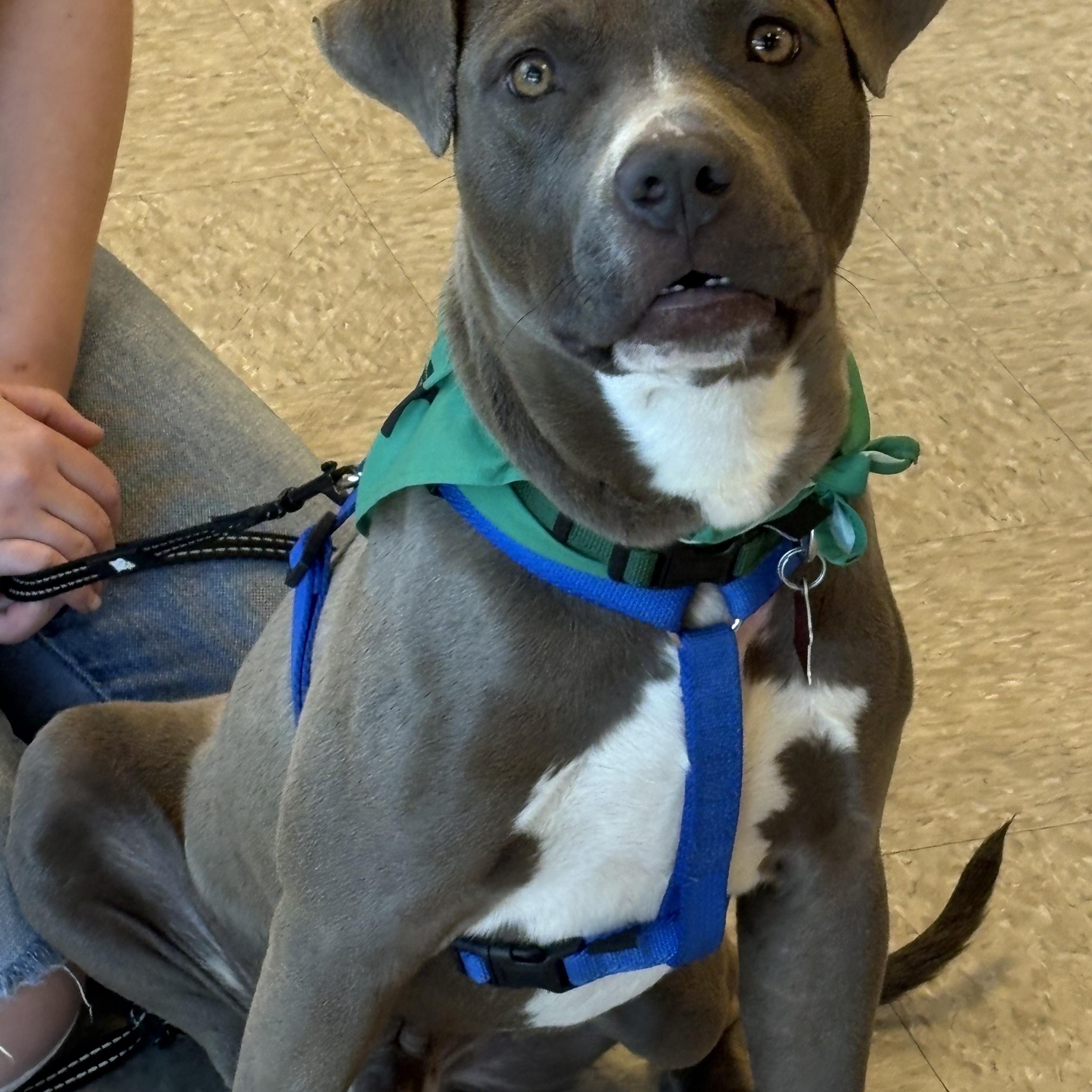 Enlarge Falcon , an adopted Pit Bull Terrier in Forney, TX image 1/4