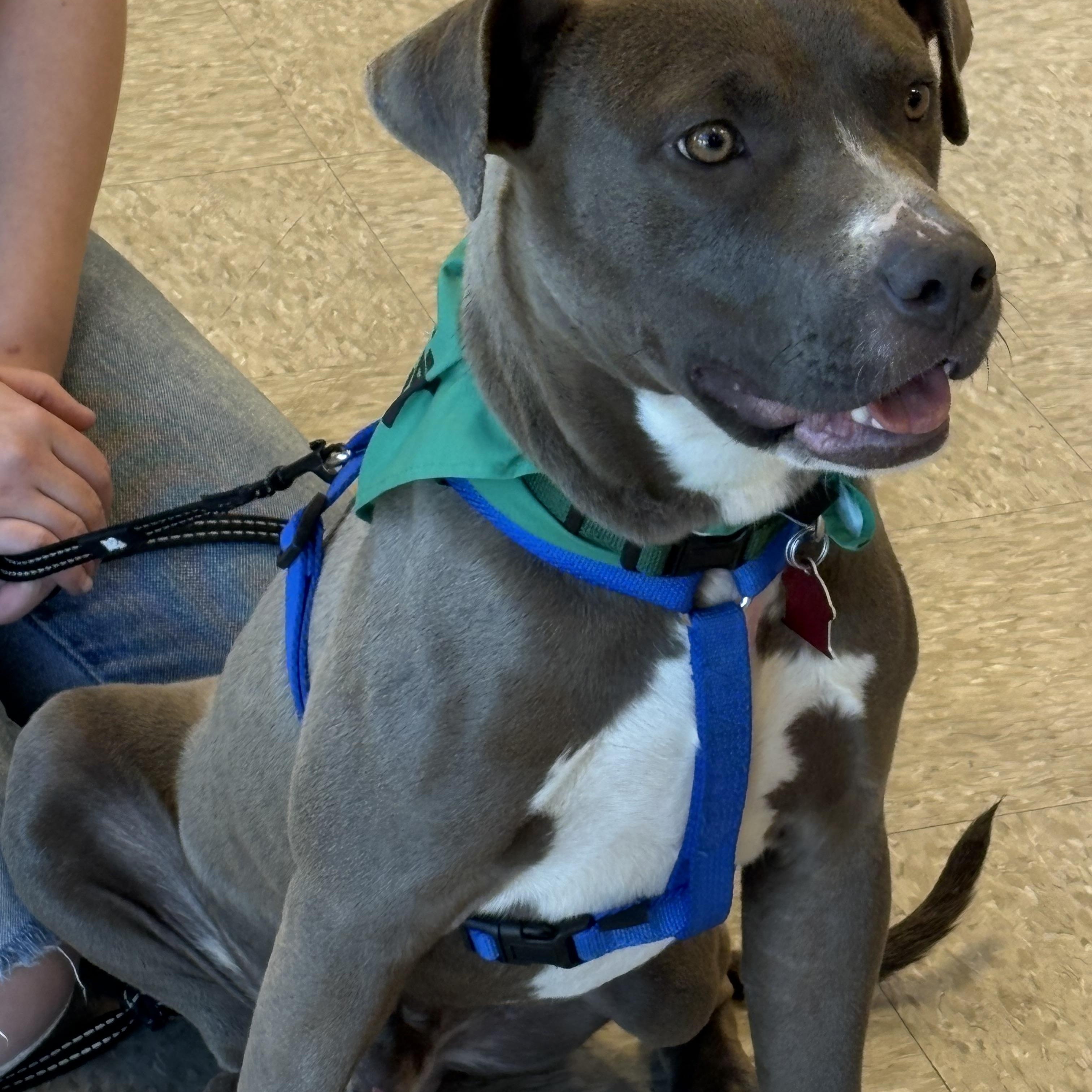 Enlarge Falcon , an adopted Pit Bull Terrier in Forney, TX image 3/4