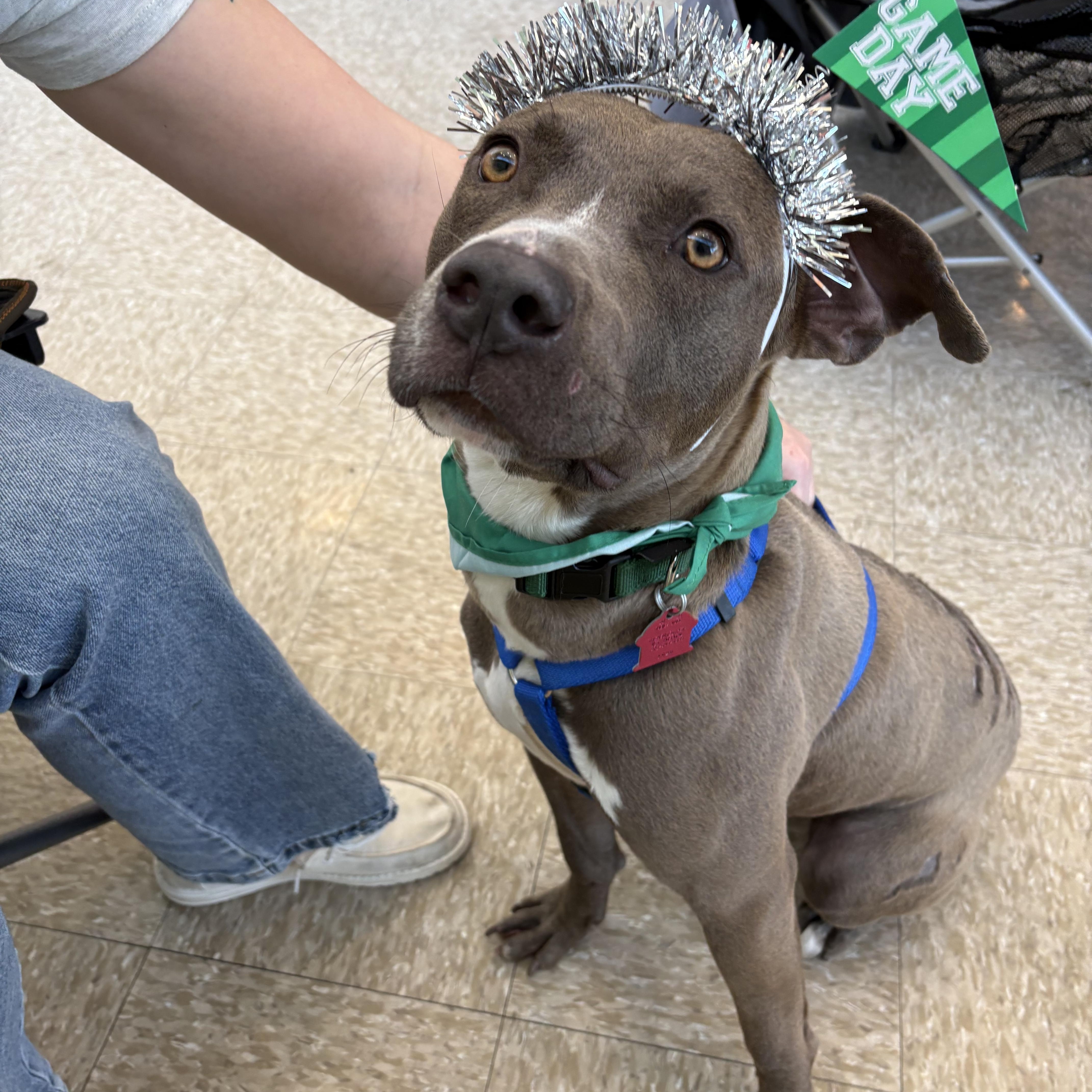 Enlarge Falcon , an adopted Pit Bull Terrier in Forney, TX image 2/4