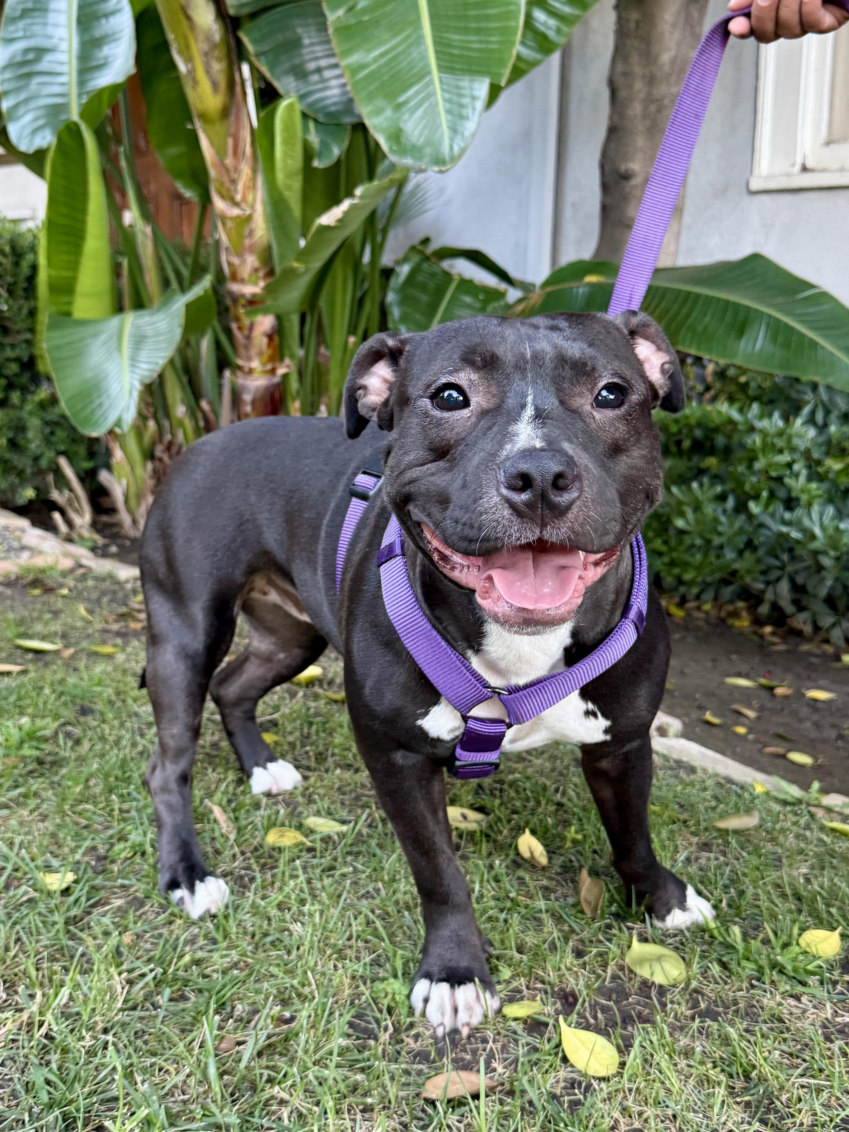 Enlarge Athena, a Adoptable Pit Bull Terrier in Los Angeles, CA image 2/4