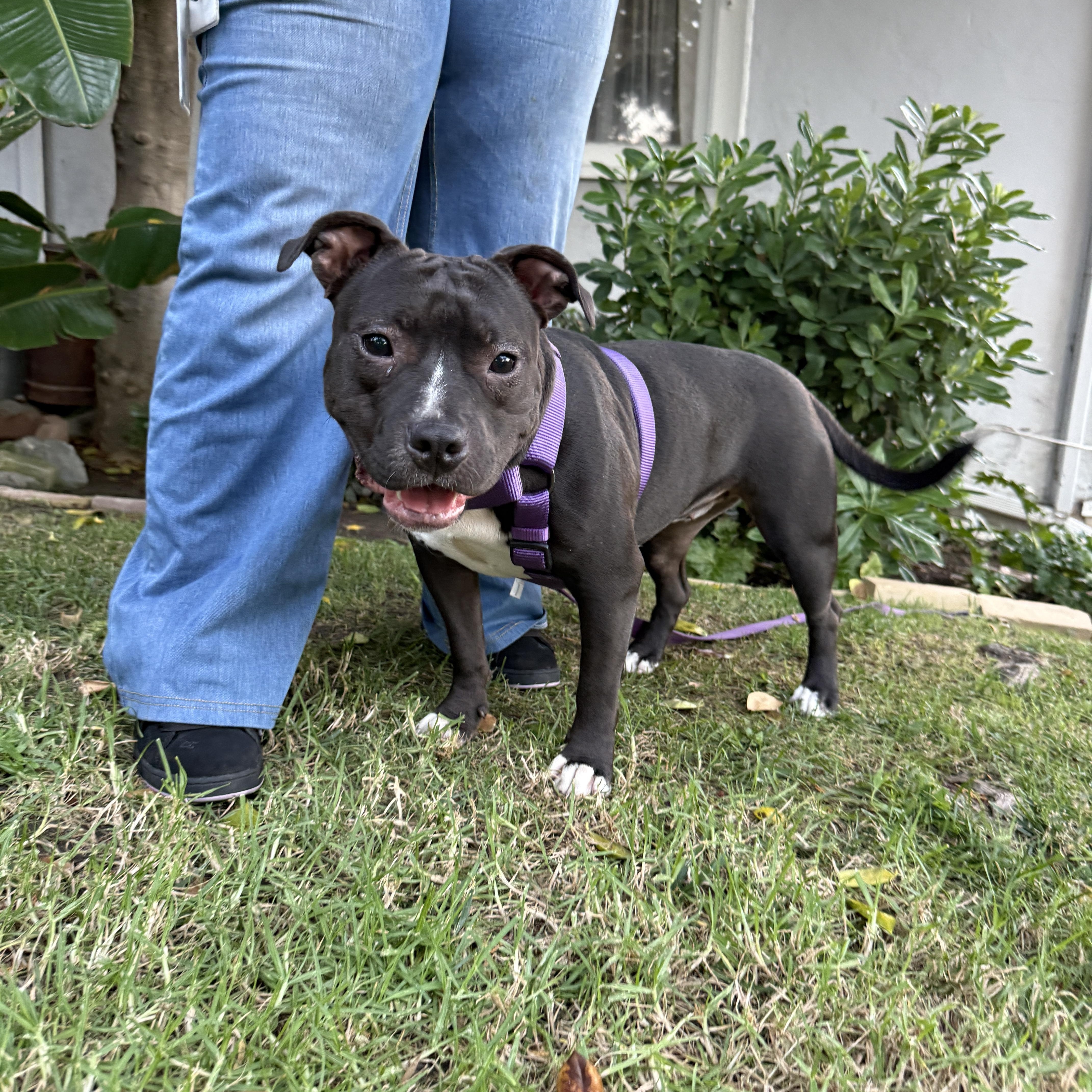 Enlarge Athena, a Adoptable Pit Bull Terrier in Los Angeles, CA image 3/4