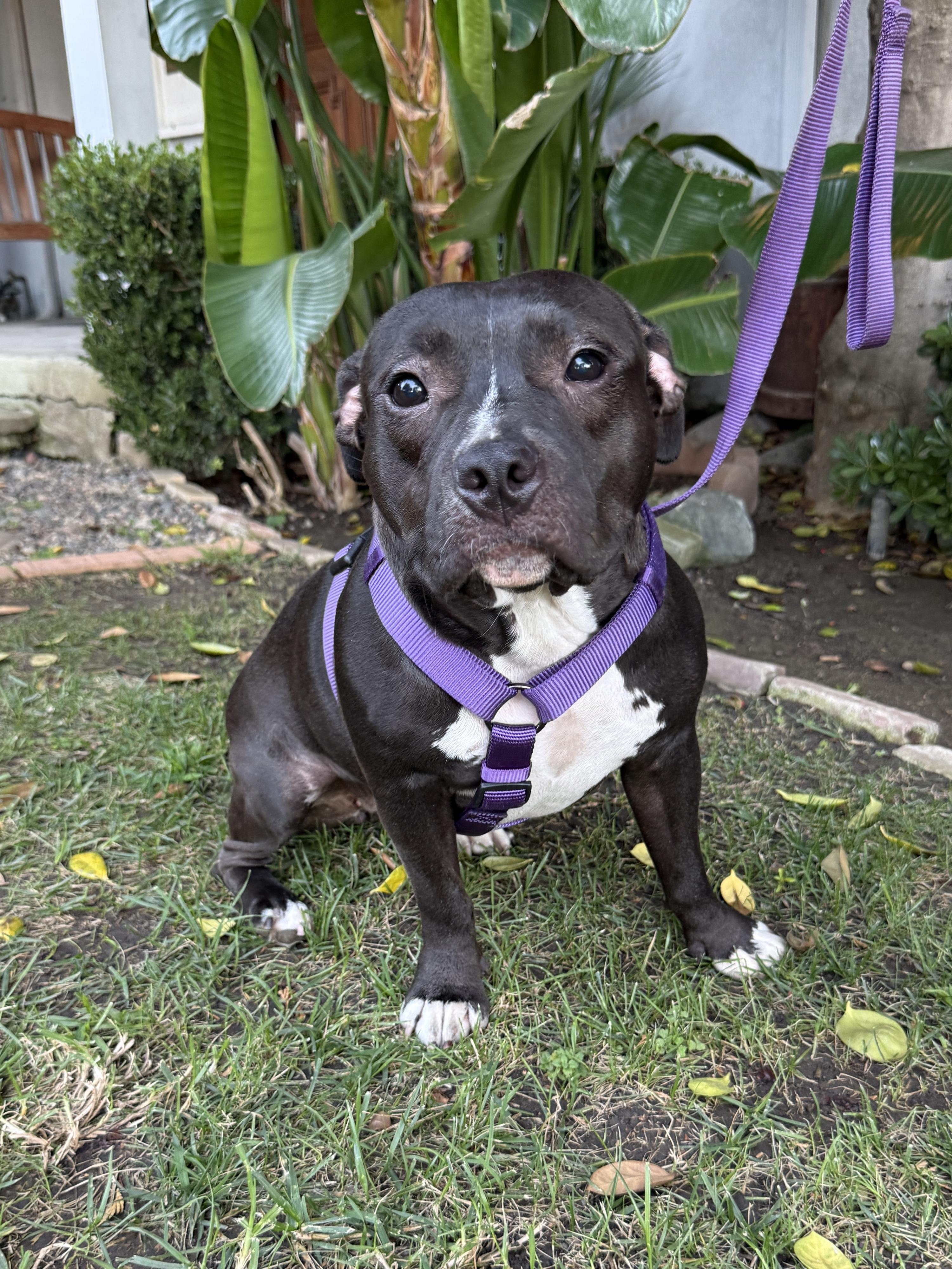 Athena, Adoptable, Young Female Pit Bull Terrier.