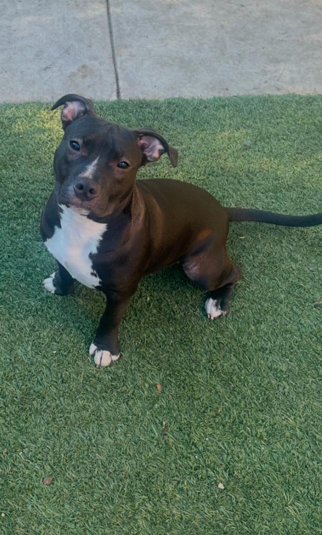 Athena, ADOPTABLE, Young Female Pit Bull Terrier.