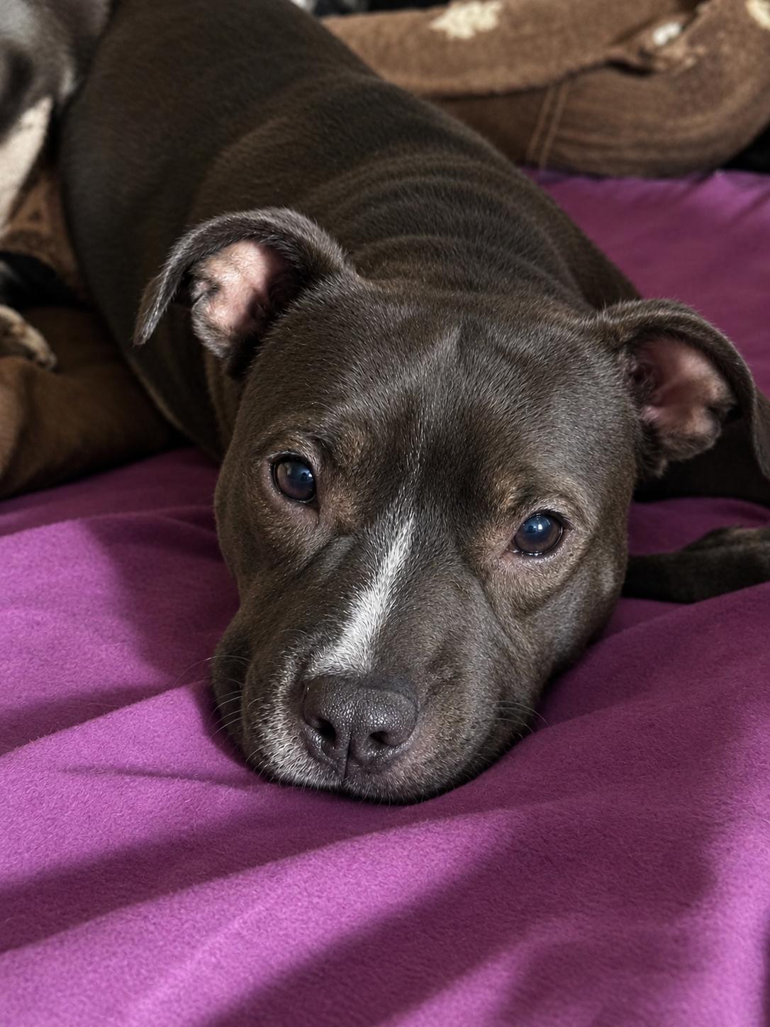 Enlarge Athena, a Adoptable Pit Bull Terrier in Los Angeles, CA image 4/4