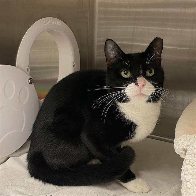 TAYLOR, Adoptable, Young Female Domestic Short Hair.