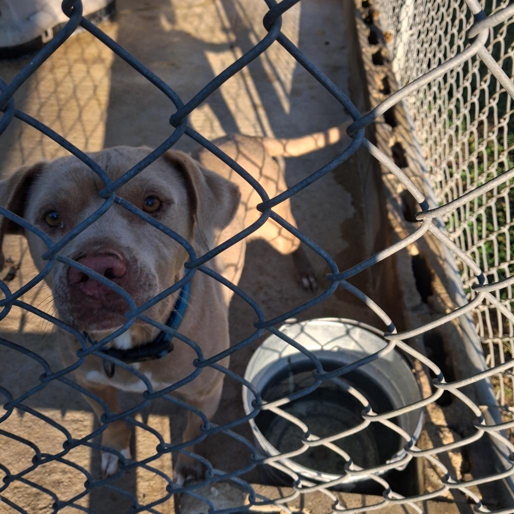 Enlarge Cashton, a Adoptable Mixed Breed in Lyons, GA image 1/2