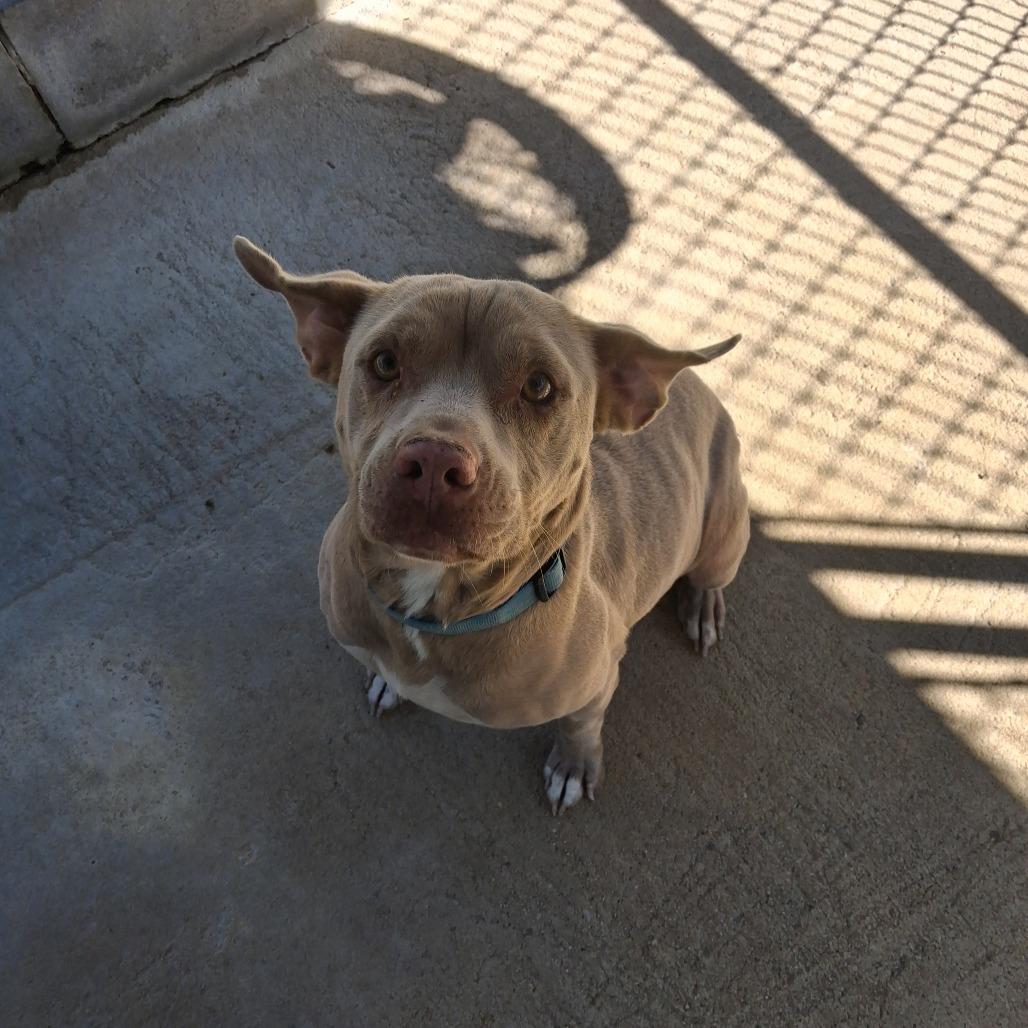 Enlarge Cashton, a Adoptable Mixed Breed in Lyons, GA image 2/2