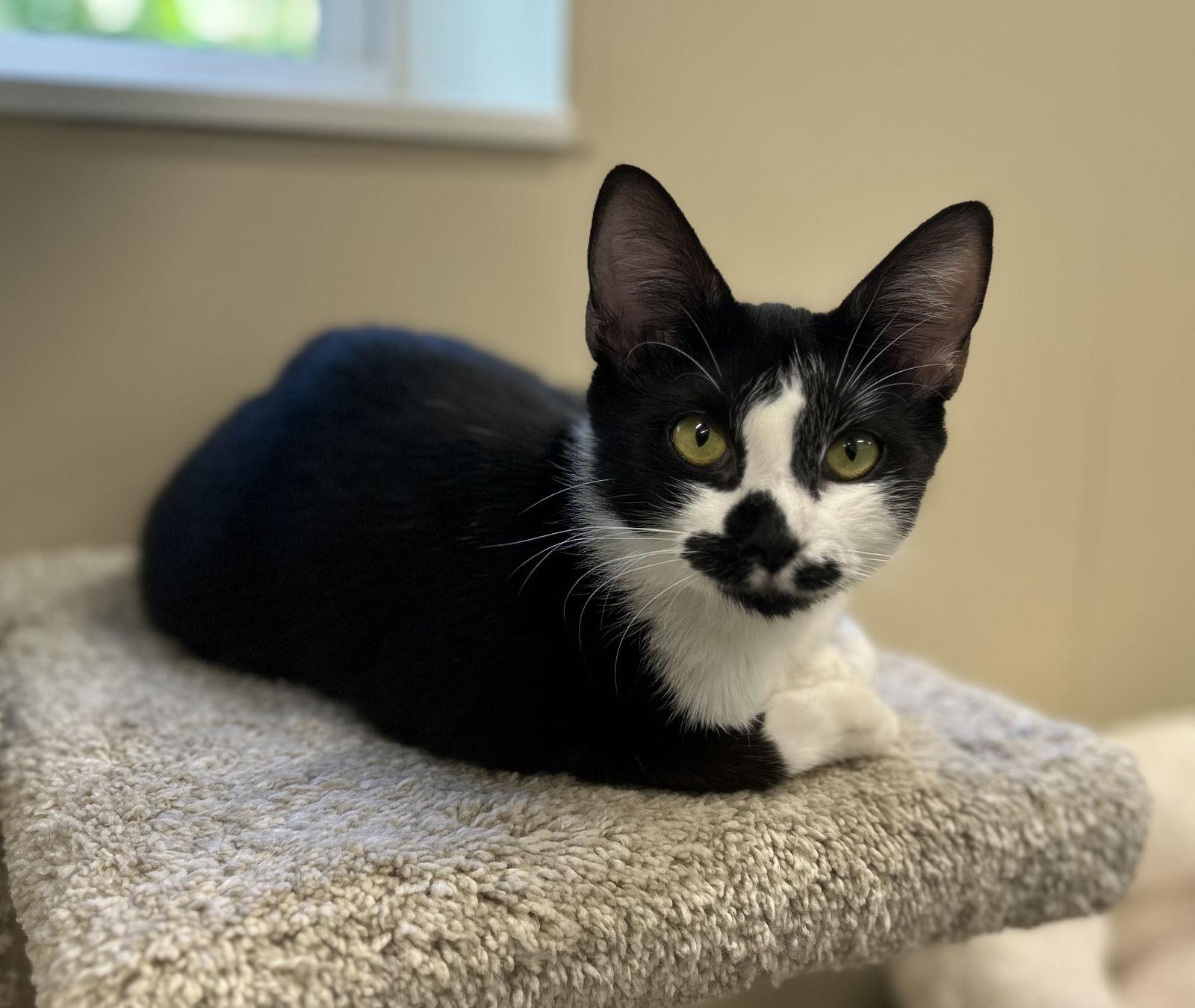 Zumi, Adopted, Adult Female Domestic Short Hair.