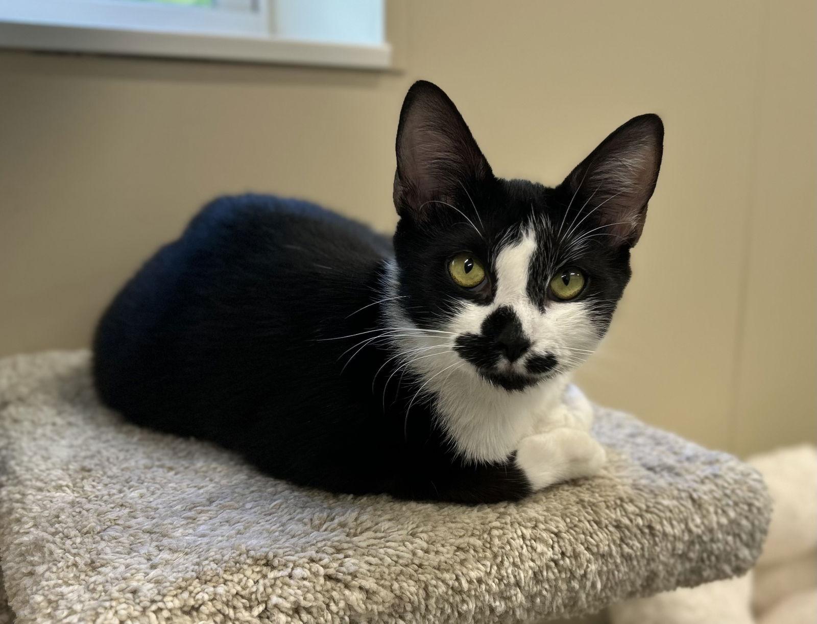 Enlarge Zumi, a Adopted Domestic Short Hair in Arlington, VT image 2/3