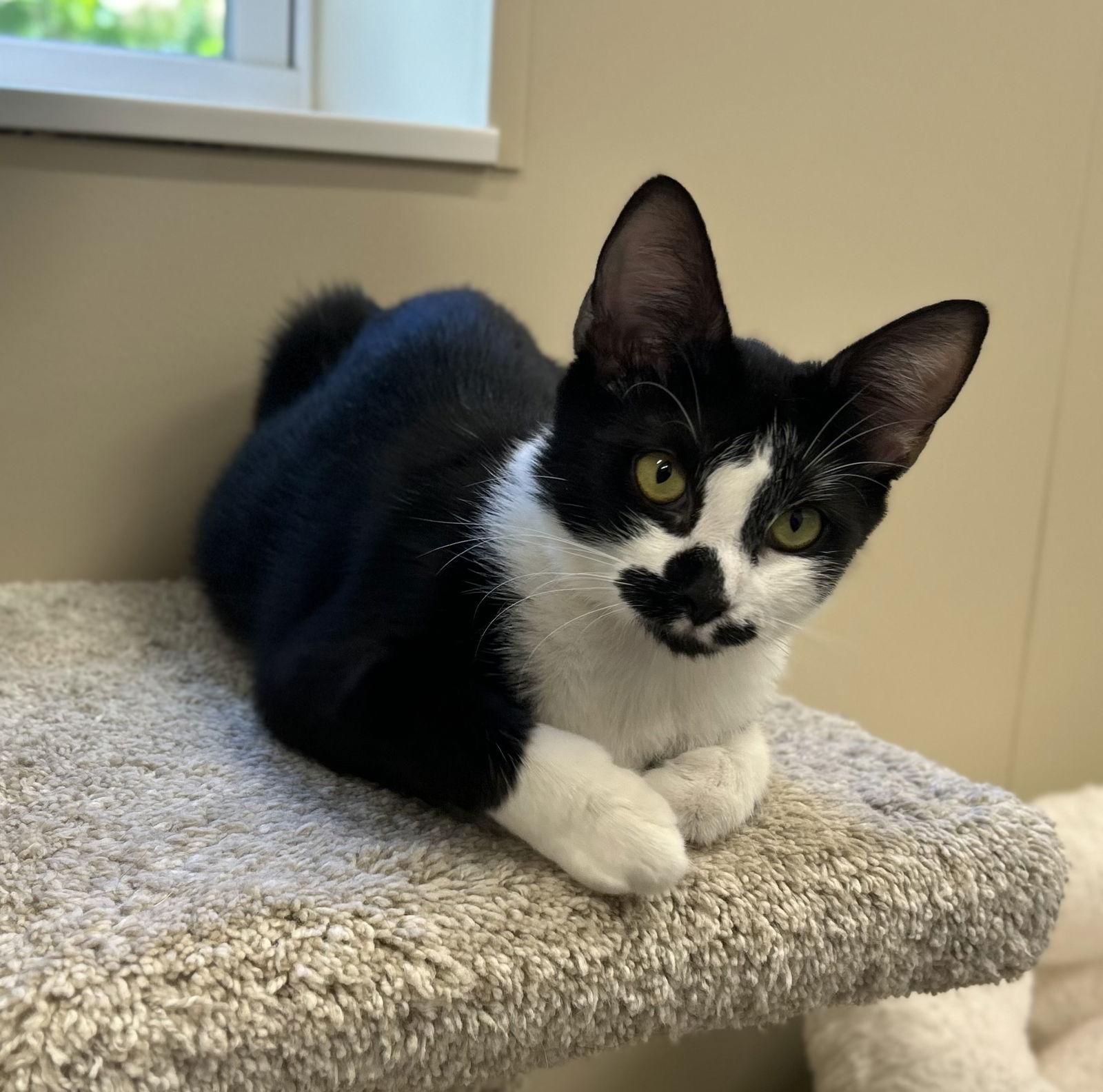 Enlarge Zumi, a Adopted Domestic Short Hair in Arlington, VT image 3/3