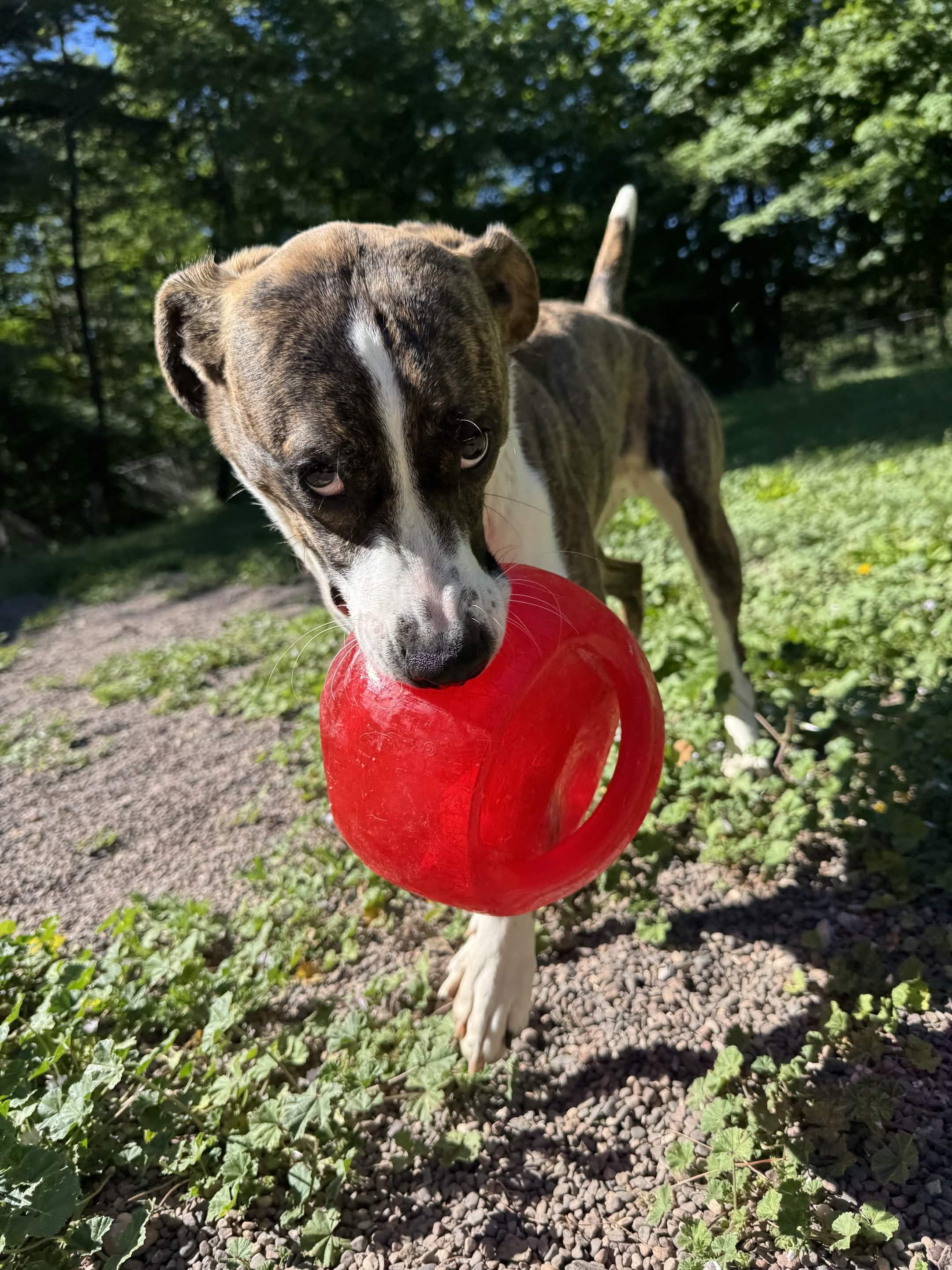 Cupcake, a ADOPTABLE Mixed Breed in Houghton, MI image 3/3
