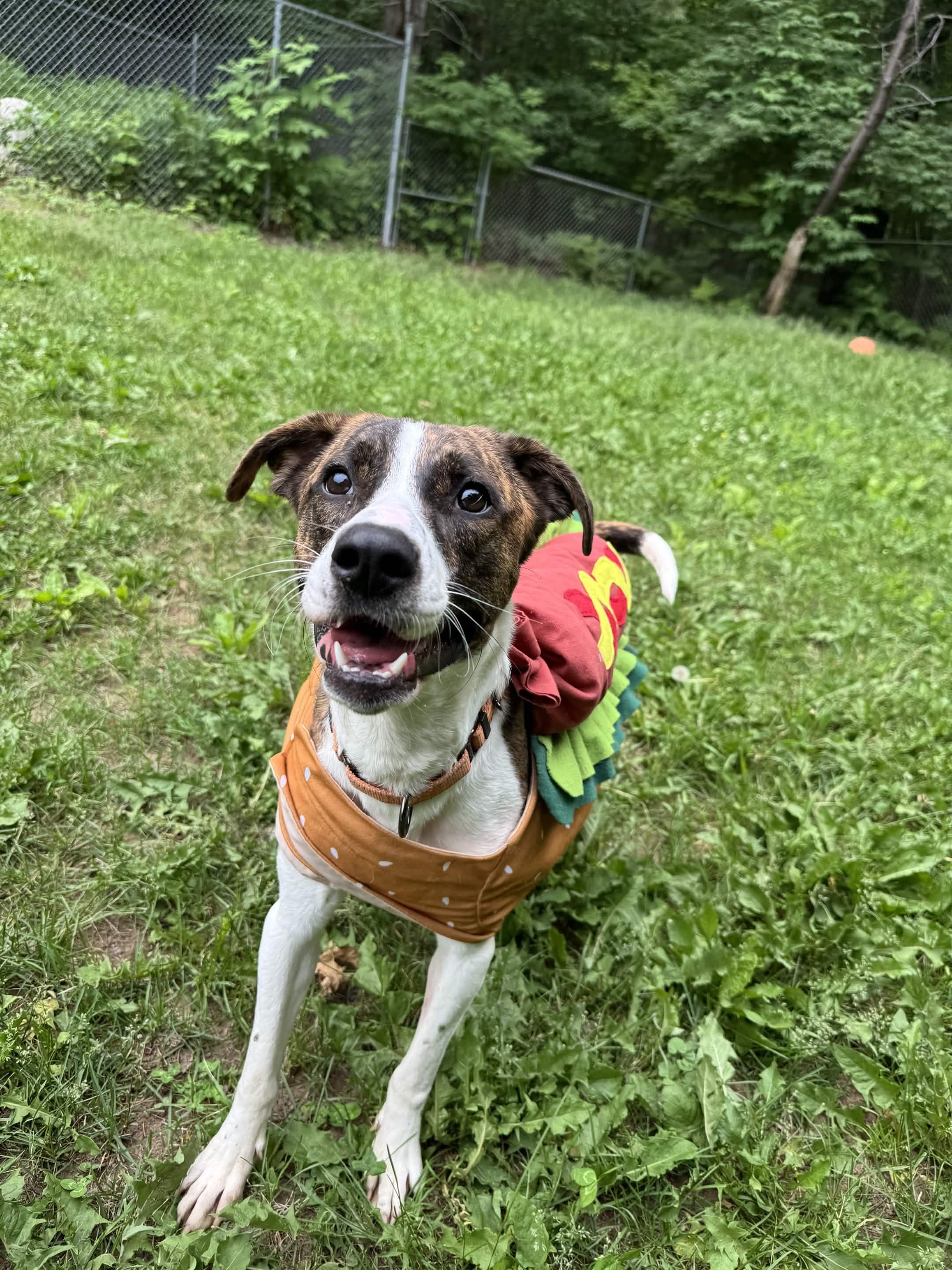 Cupcake, a ADOPTABLE Mixed Breed in Houghton, MI image 2/3