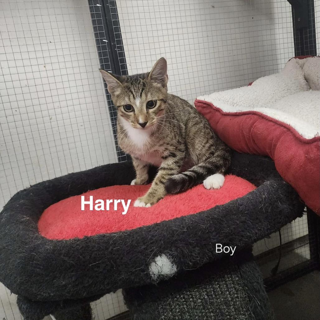 Harry, Adoptable, Kitten Male American Shorthair.