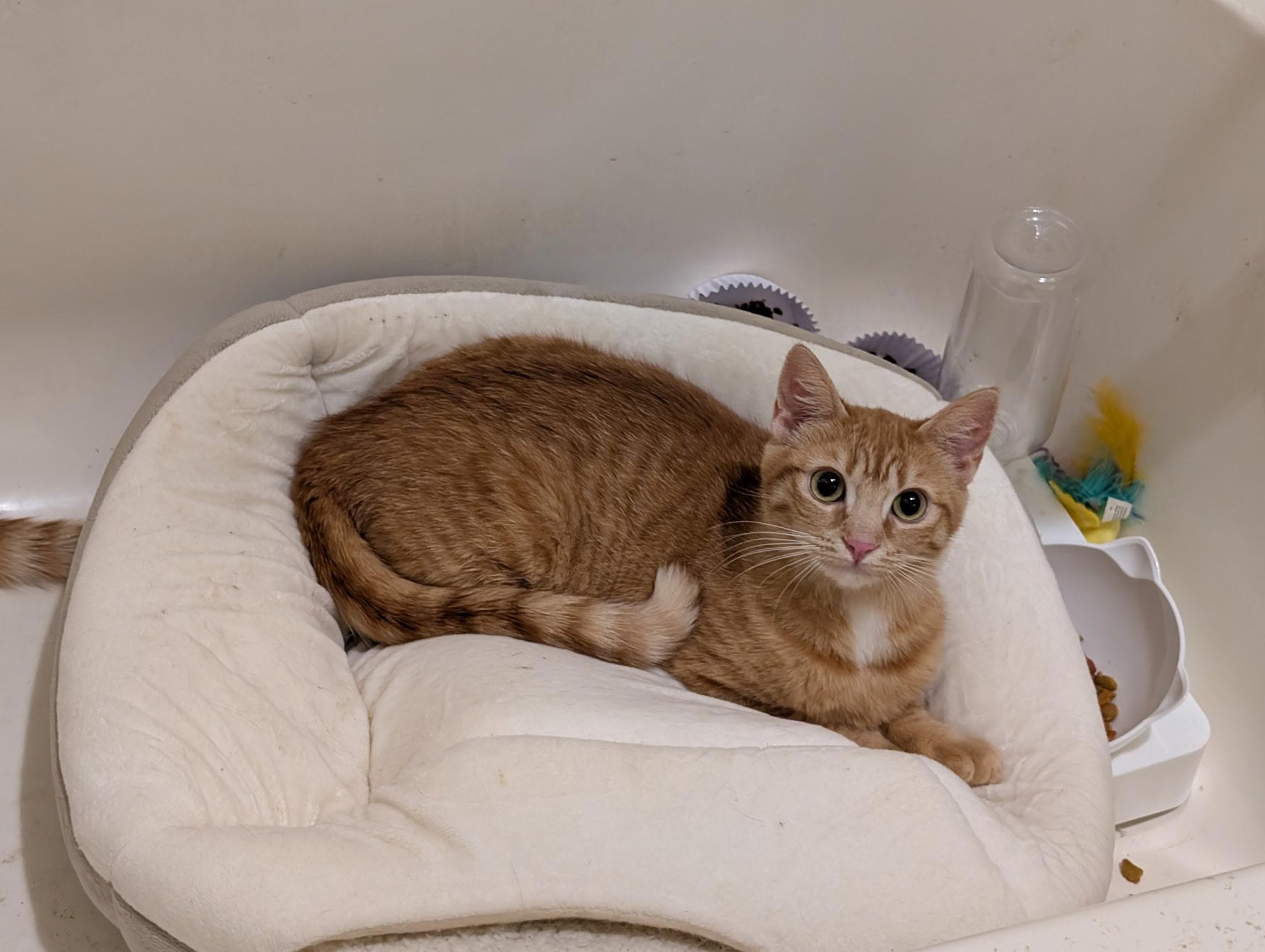 Enlarge Freya & Ginny (Bonded Sisters), a Adoptable Tabby in Brentwood, CA image 5/6