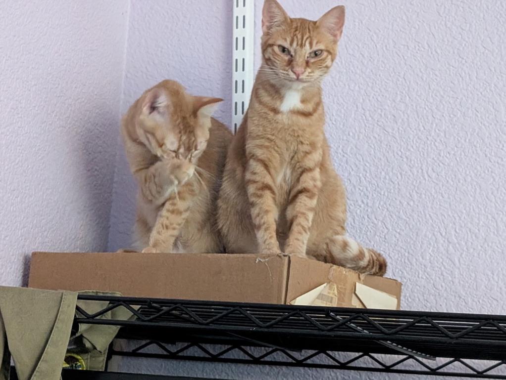 Enlarge Freya & Ginny (Bonded Sisters), a Adoptable Tabby in Brentwood, CA image 1/6