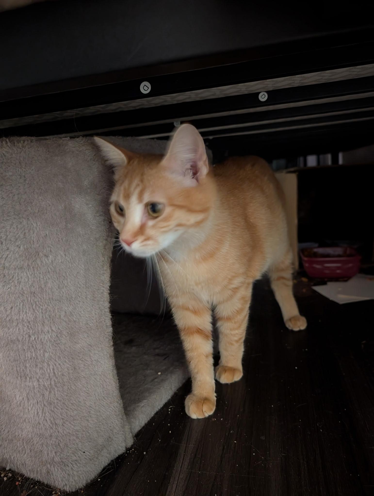 Enlarge Freya & Ginny (Bonded Sisters), a Adoptable Tabby in Brentwood, CA image 6/6