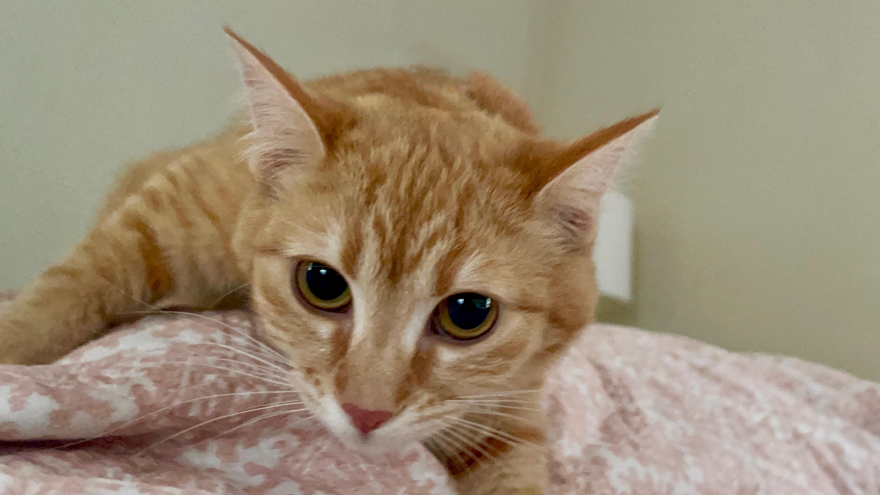 Enlarge Freya & Ginny (Bonded Sisters), a Adoptable Tabby in Brentwood, CA image 4/6