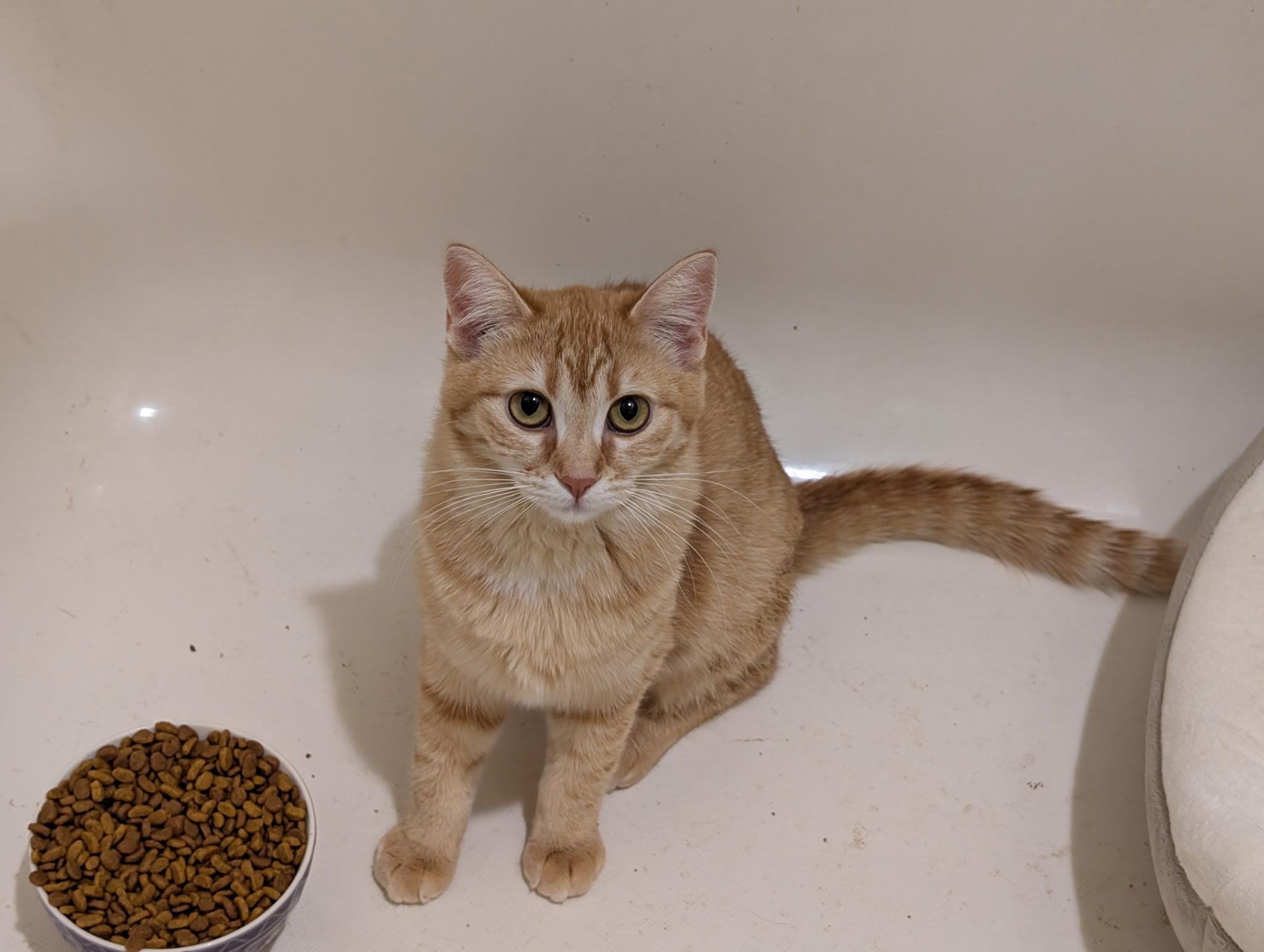 Enlarge Freya & Ginny (Bonded Sisters), a Adoptable Tabby in Brentwood, CA image 2/6