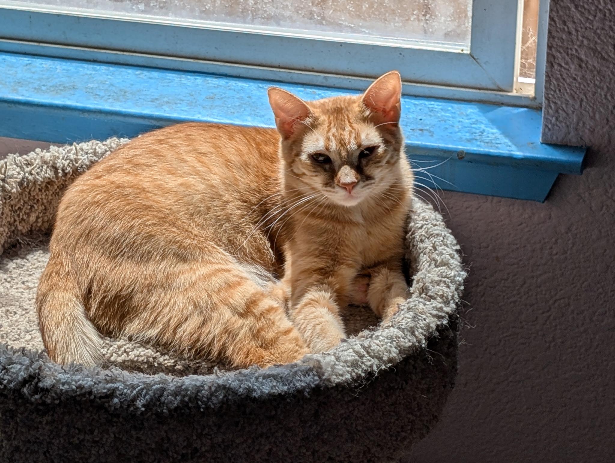 Enlarge Freya & Ginny (Bonded Sisters), a Adoptable Tabby in Brentwood, CA image 2/6