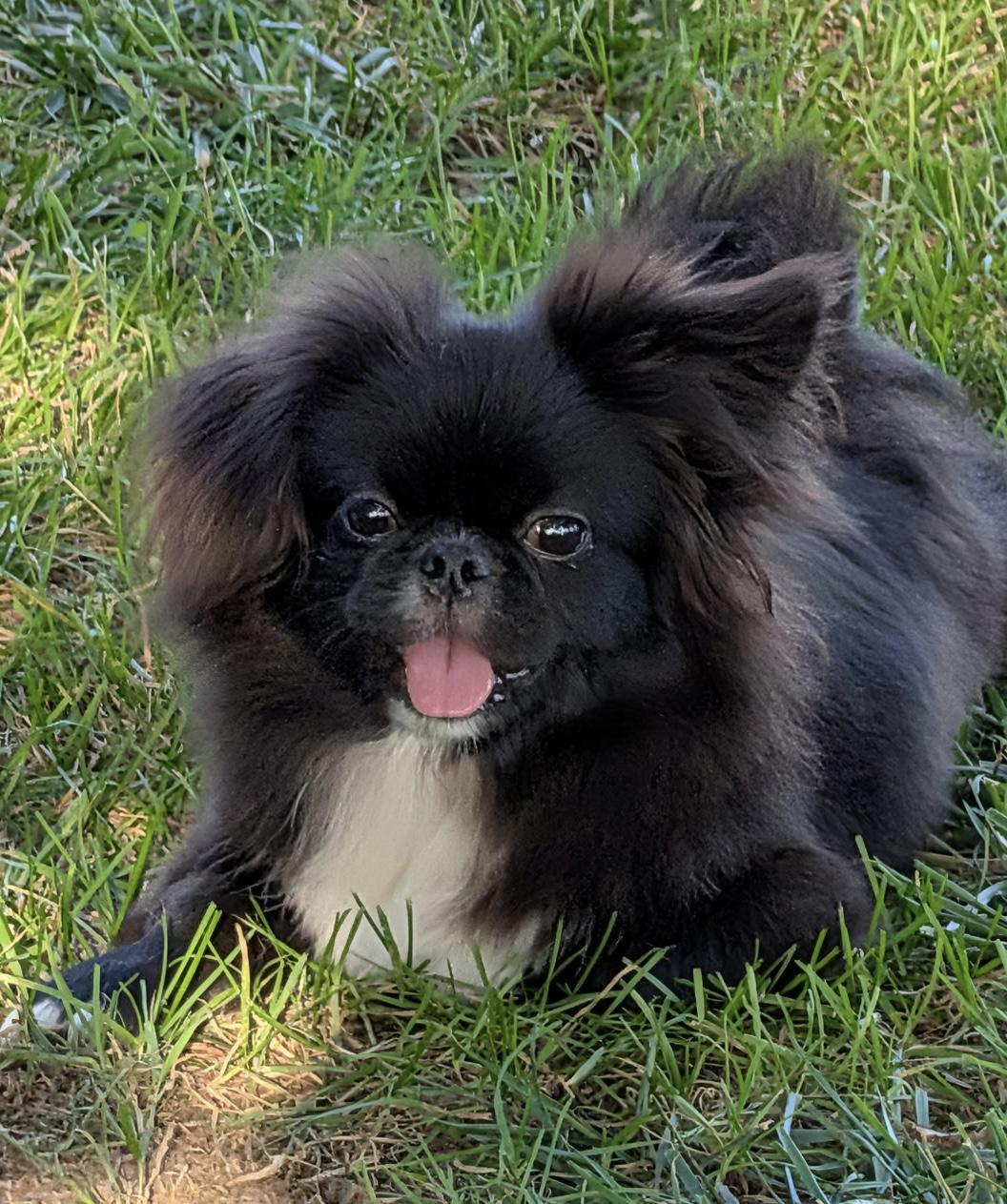 Sullivan, Adoptable, Puppy Male Pekingese.