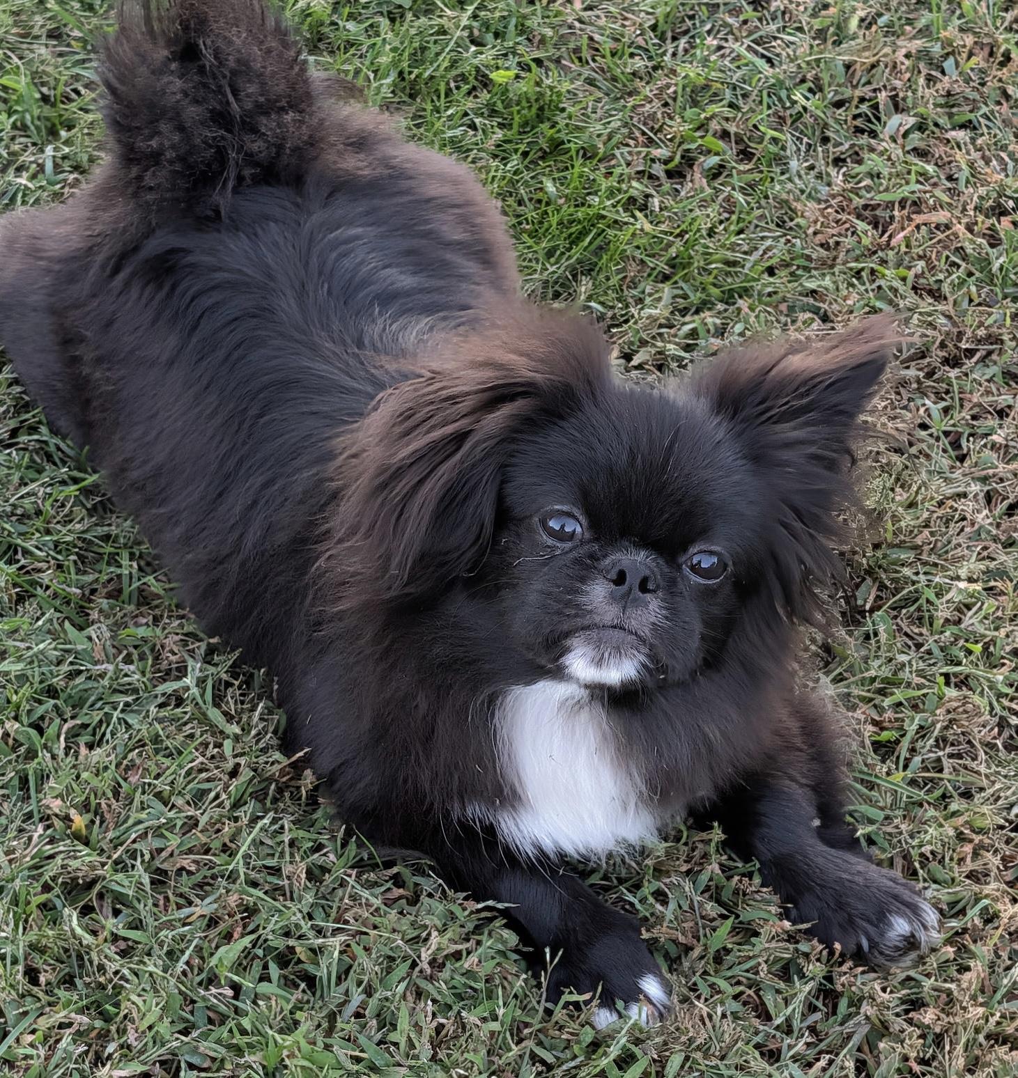 Enlarge Sullivan, a Adoptable Pekingese in Overland Park, KS image 2/3