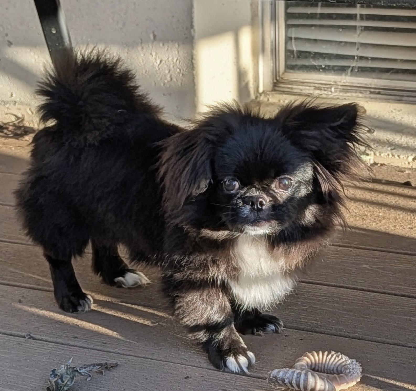 Enlarge Sullivan, a Adoptable Pekingese in Overland Park, KS image 3/3