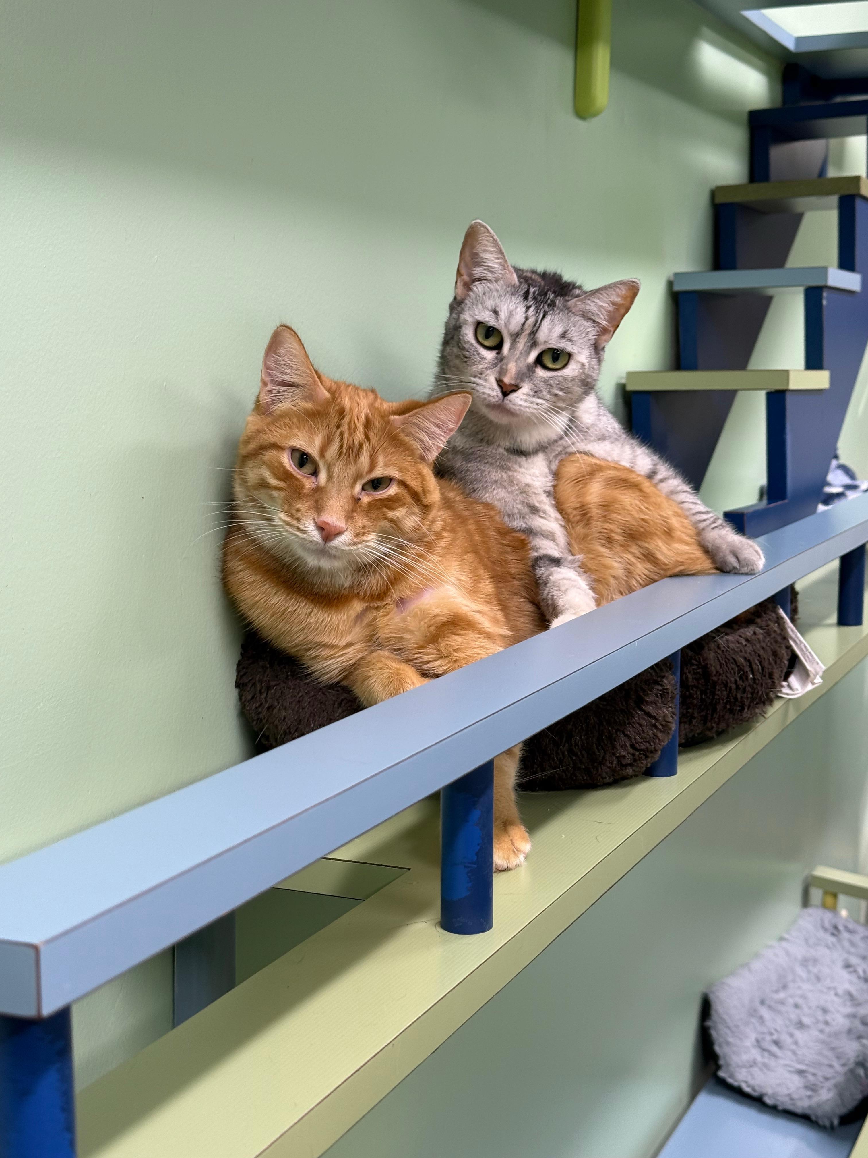 Enlarge Sparkz, a Adoptable Domestic Short Hair in Lauderhill, FL image 5/6
