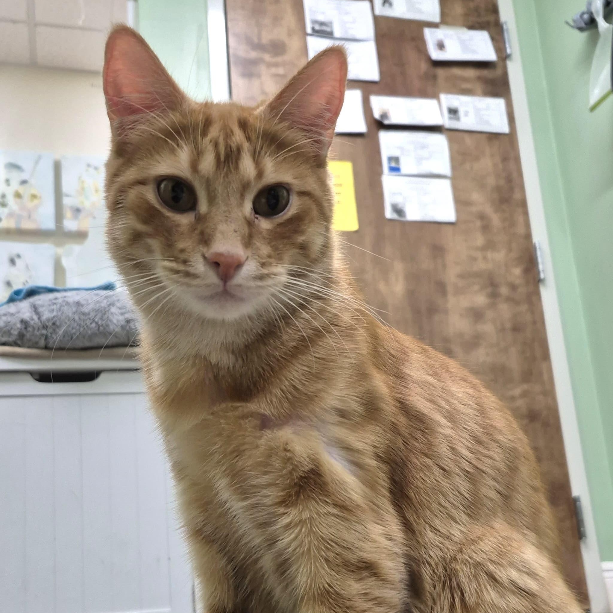 Enlarge Sparkz, a Adoptable Domestic Short Hair in Lauderhill, FL image 2/6