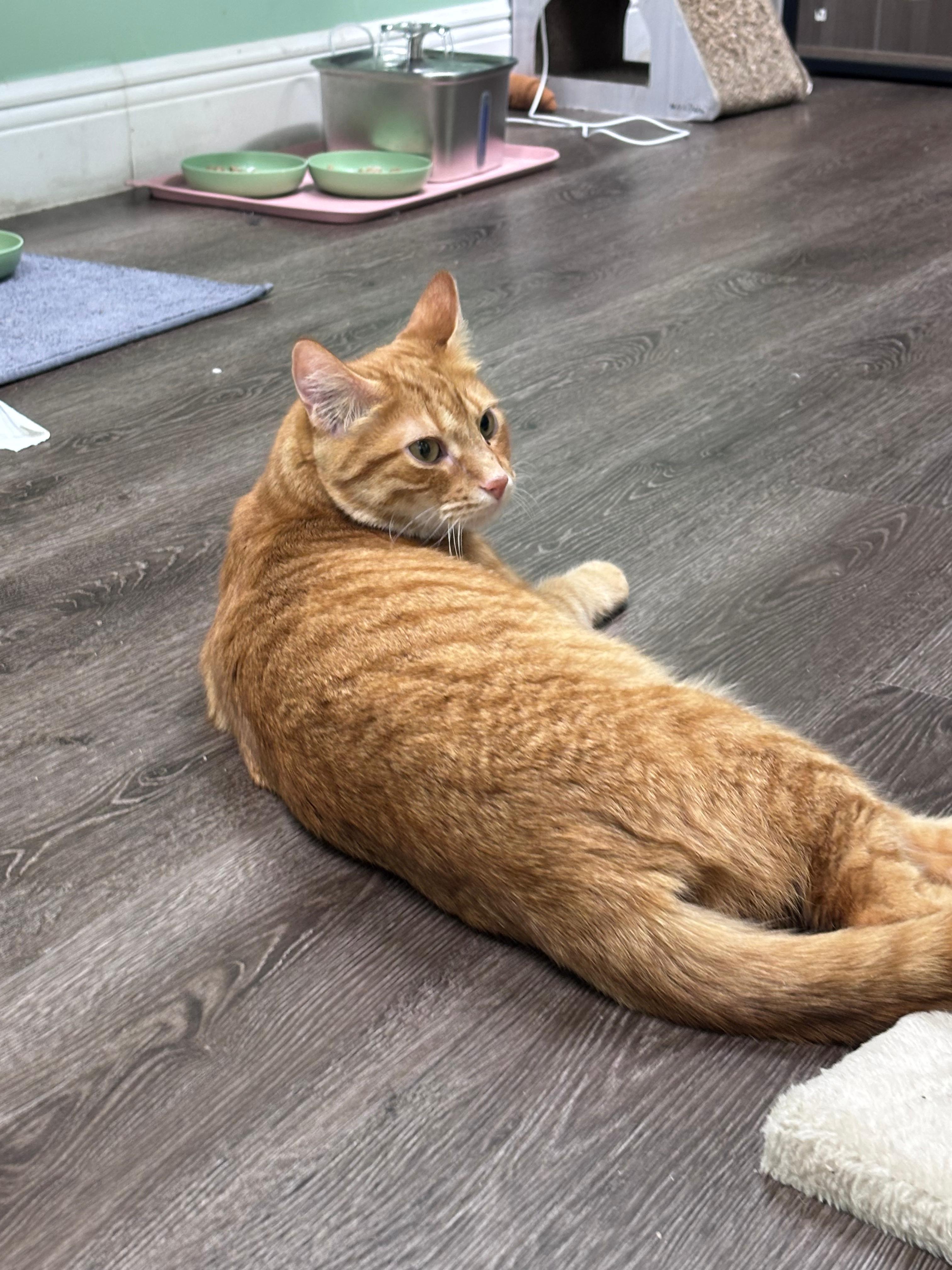Enlarge Sparkz, a Adoptable Domestic Short Hair in Lauderhill, FL image 4/6