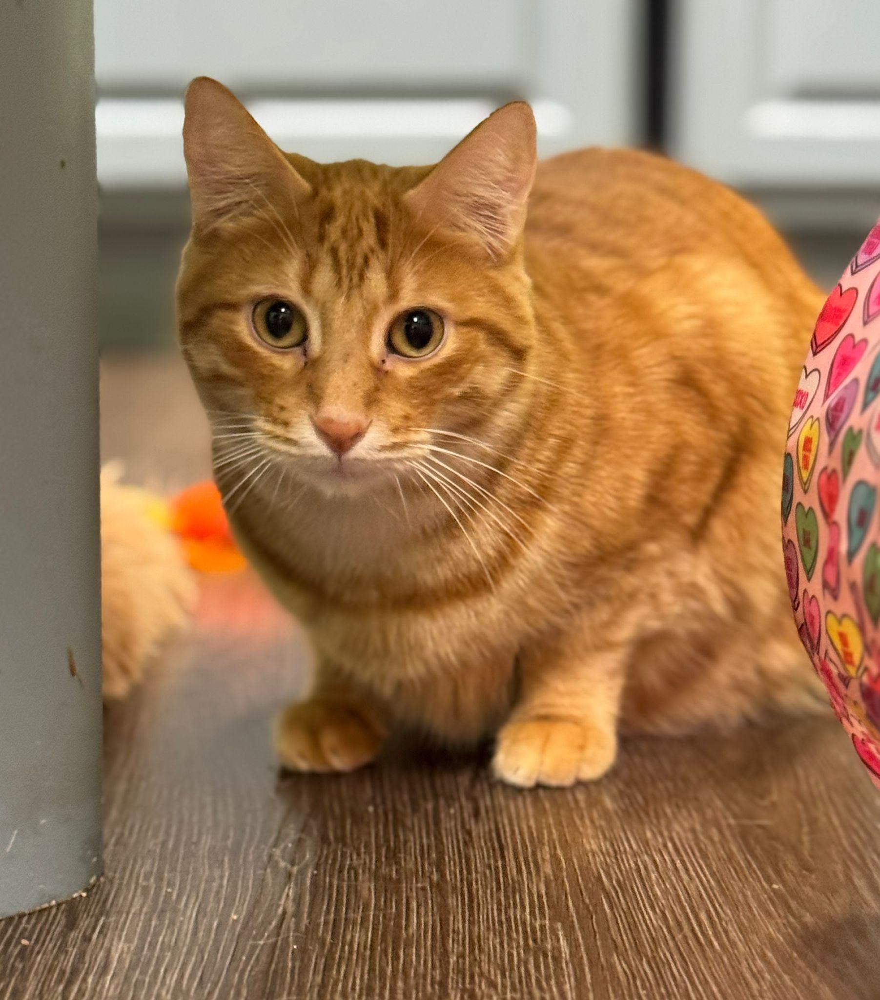 Enlarge Sparkz, a Adoptable Domestic Short Hair in Lauderhill, FL image 1/3