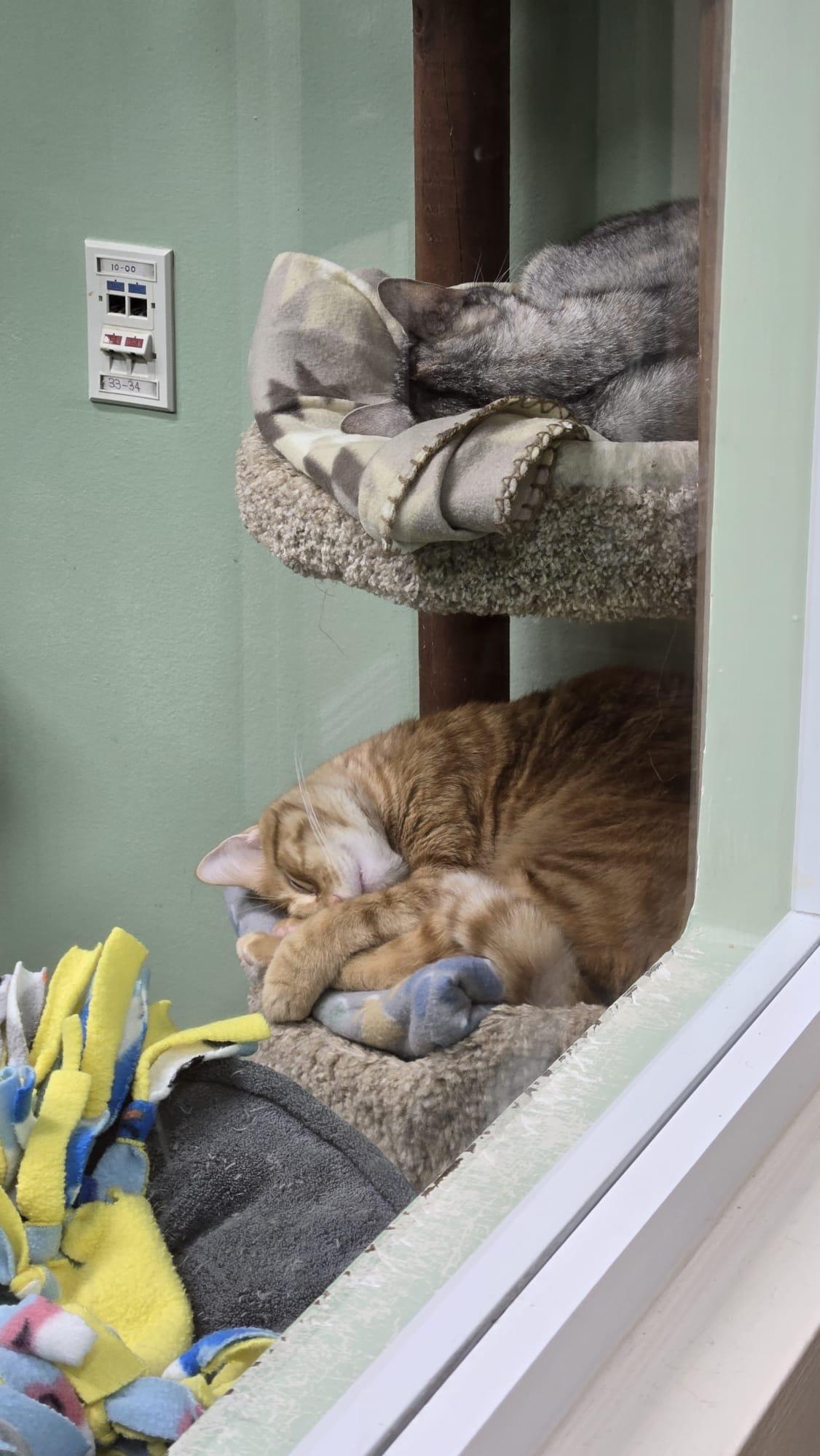 Enlarge Sparkz, a Adoptable Domestic Short Hair in Lauderhill, FL image 2/3