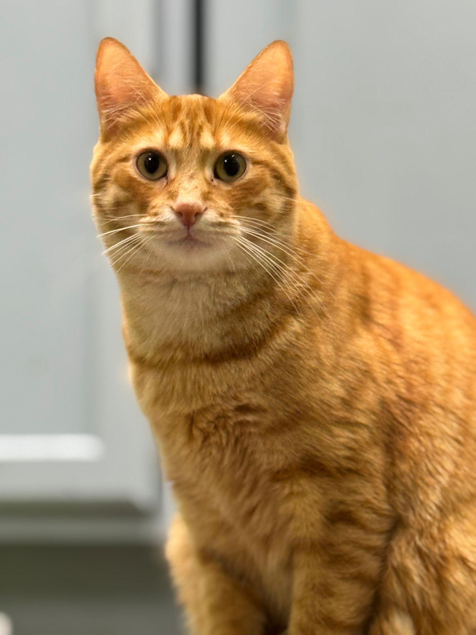 Enlarge Sparkz, a Adoptable Domestic Short Hair in Lauderhill, FL image 3/3