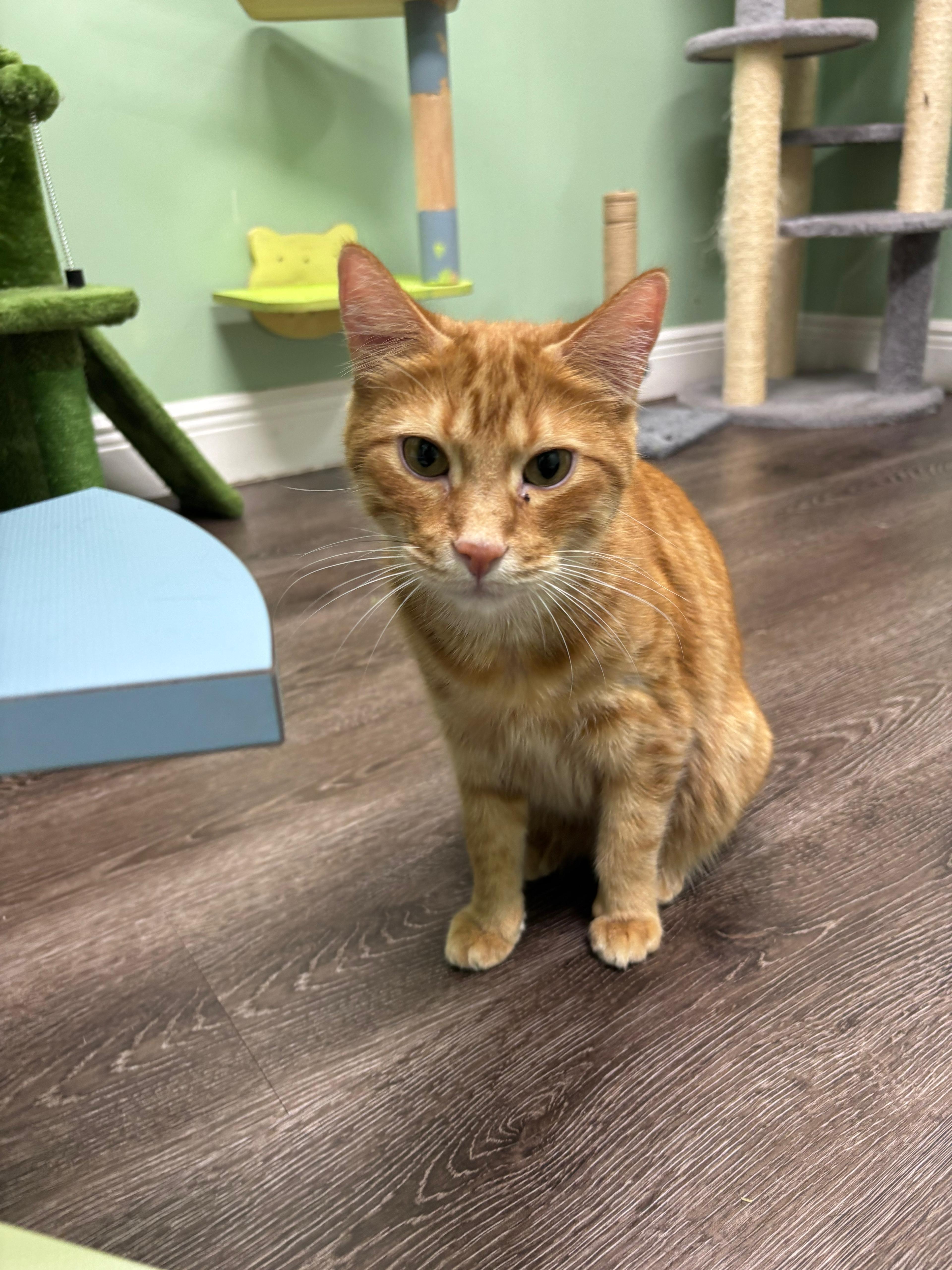 Enlarge Sparkz, a Adoptable Domestic Short Hair in Lauderhill, FL image 3/6