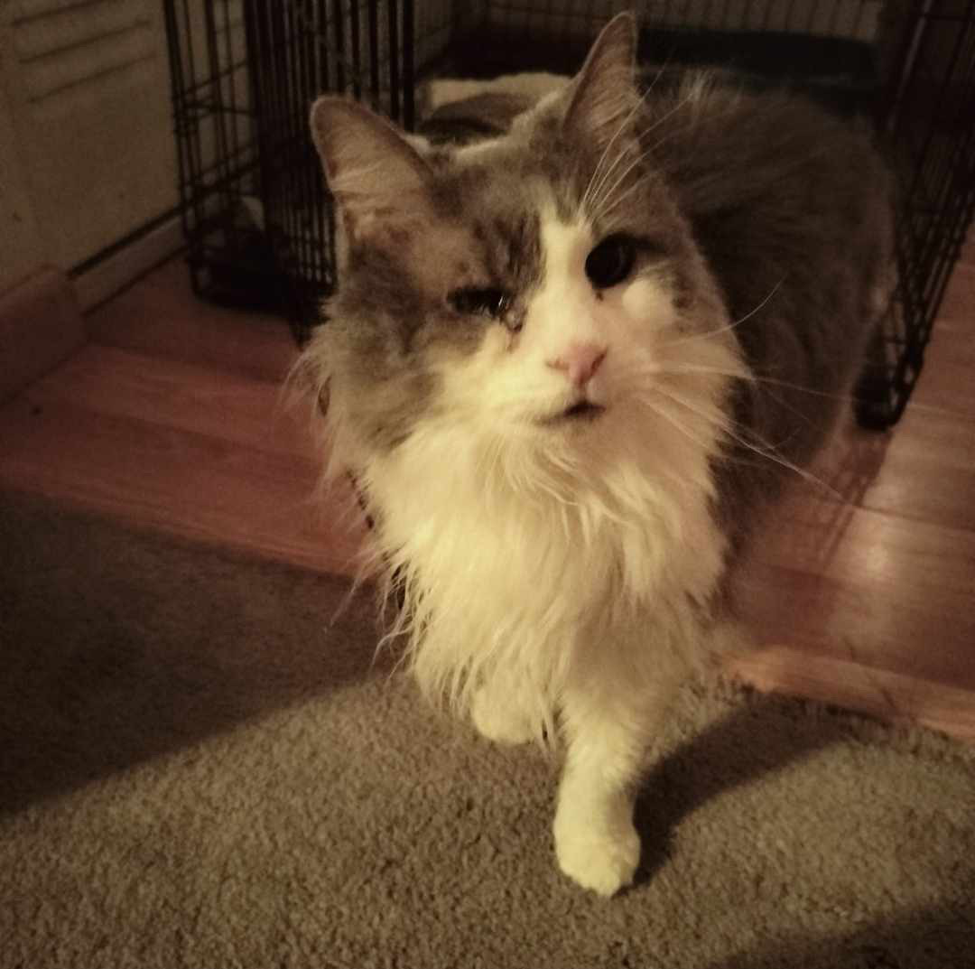 Roxy, Adoptable, Adult Female Domestic Medium Hair.