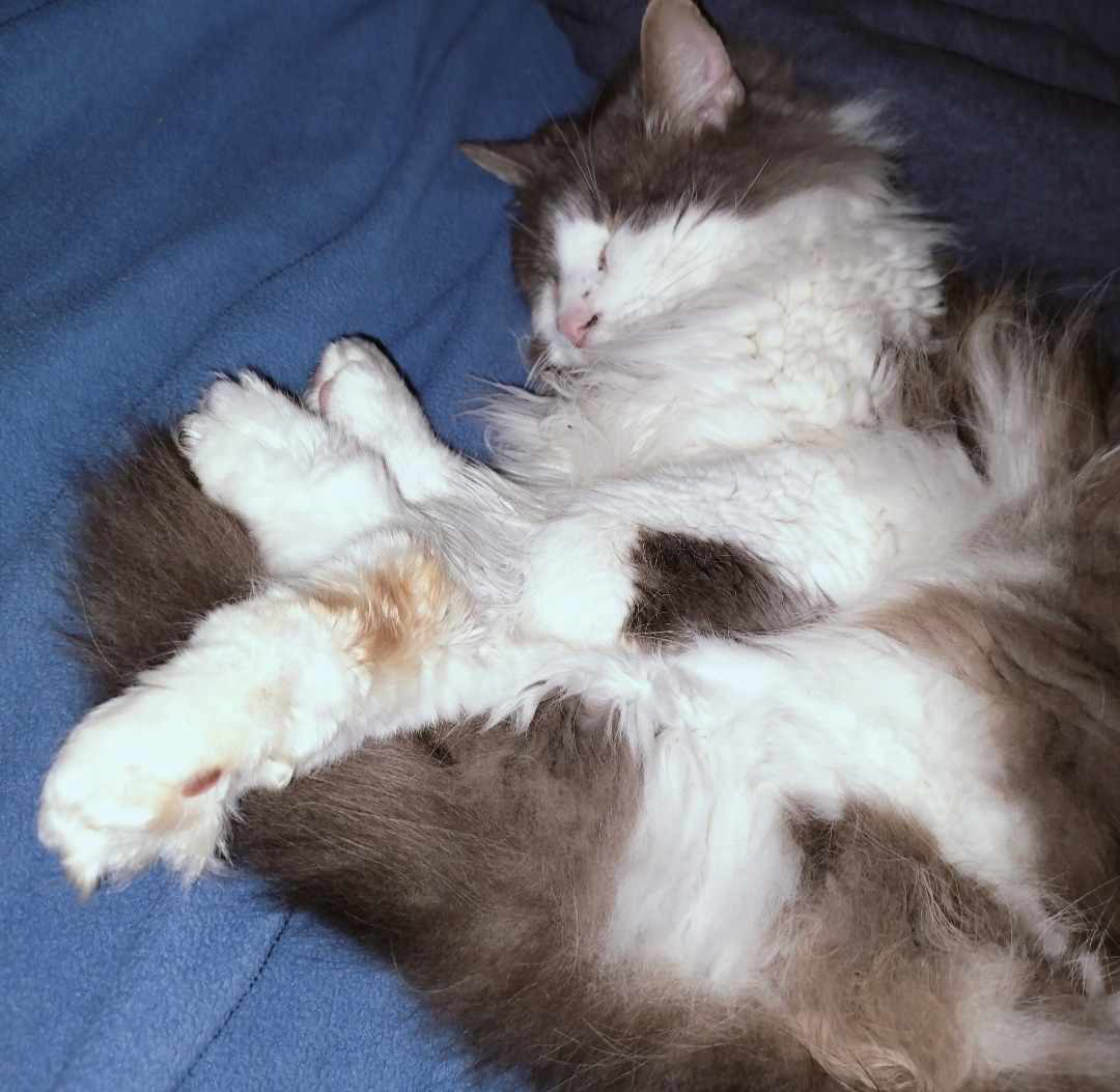 Roxy, Adoptable, Adult Female Domestic Medium Hair.