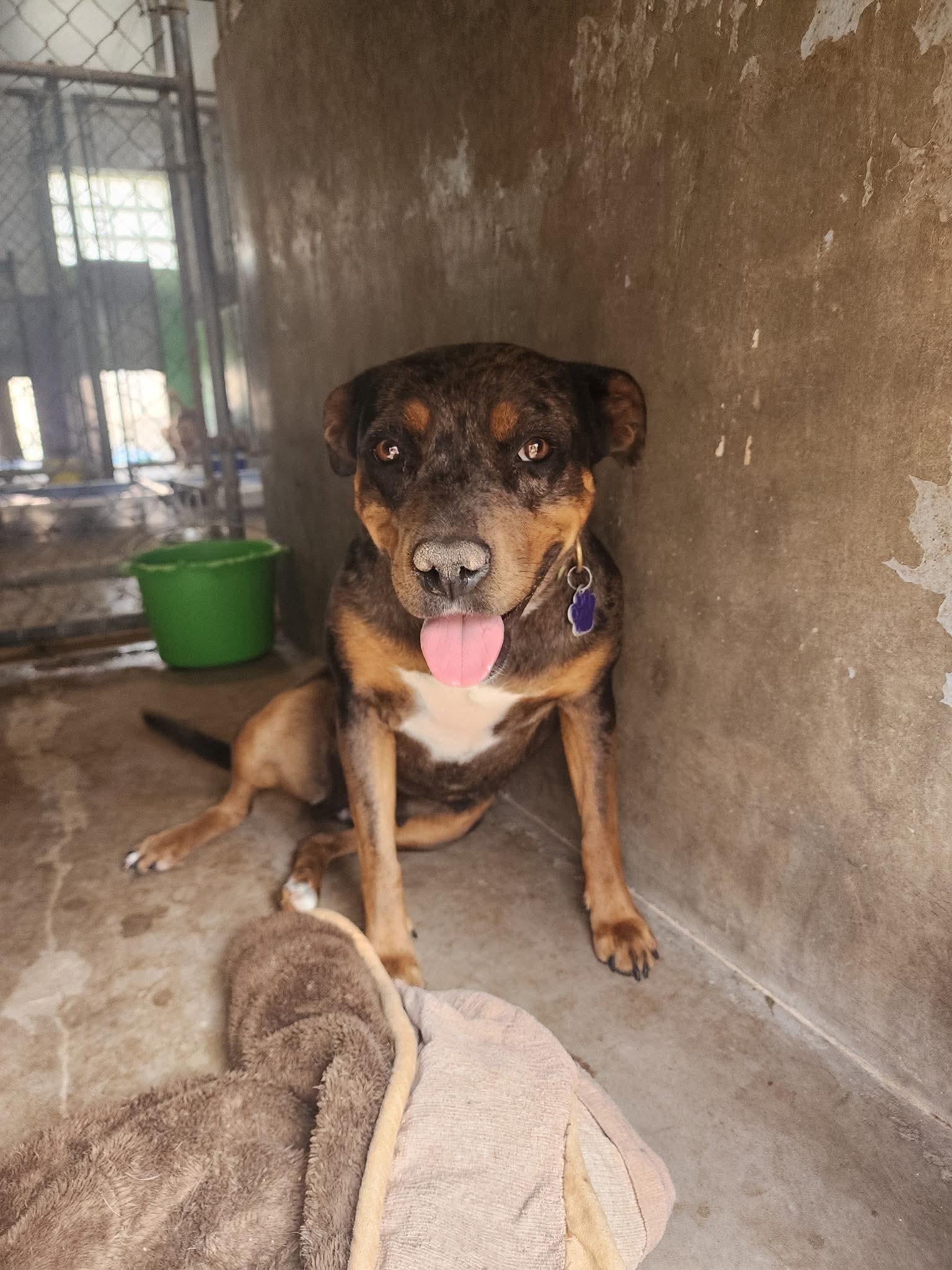 Enlarge Cocoa, a Adoptable mixed breed in Loveland, CO image 1/3