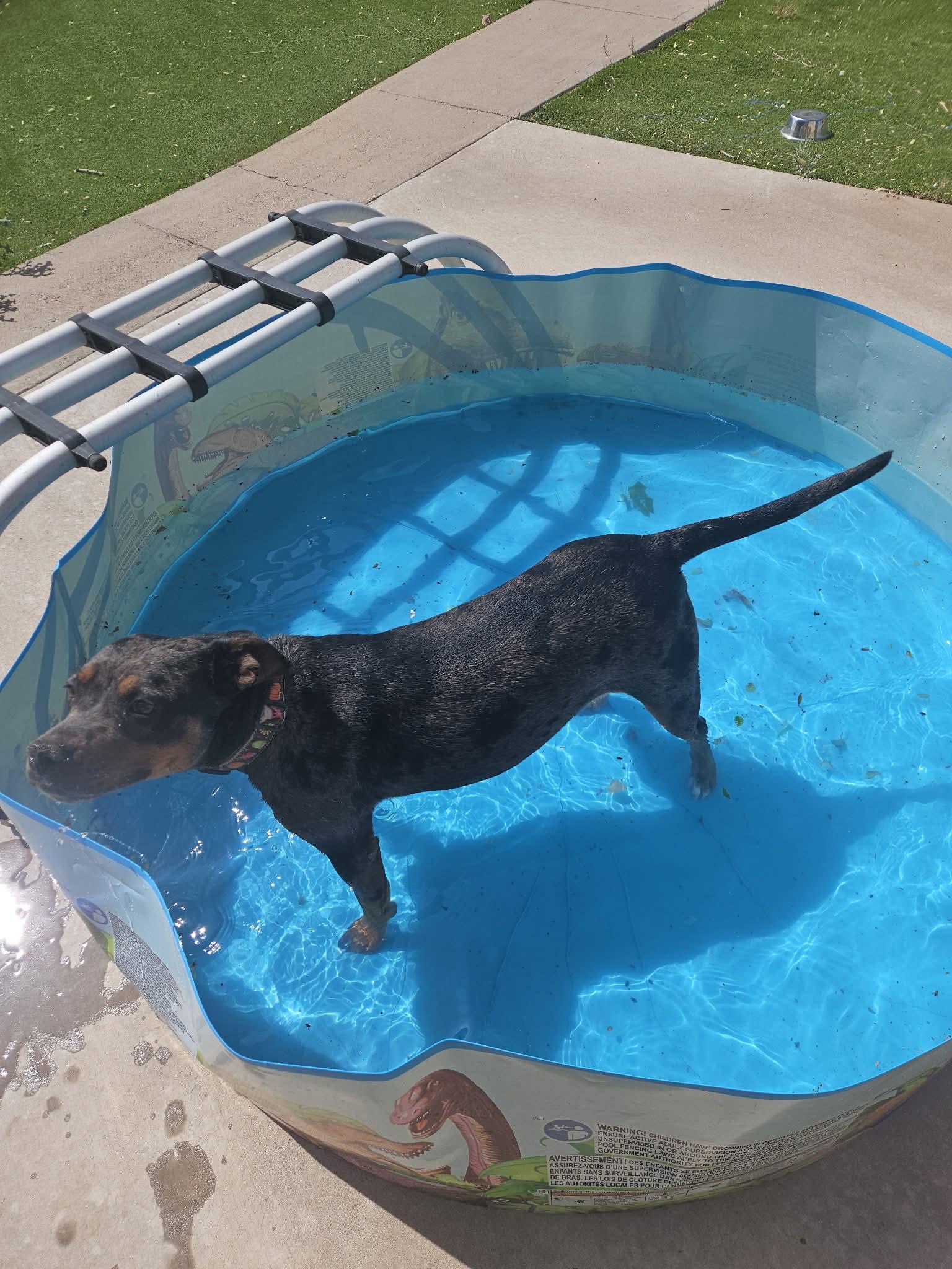 Enlarge Cocoa, a Adoptable mixed breed in Loveland, CO image 3/3