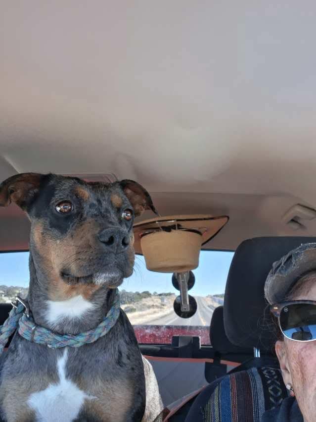 Enlarge Cocoa, a Adoptable mixed breed in Loveland, CO image 2/3
