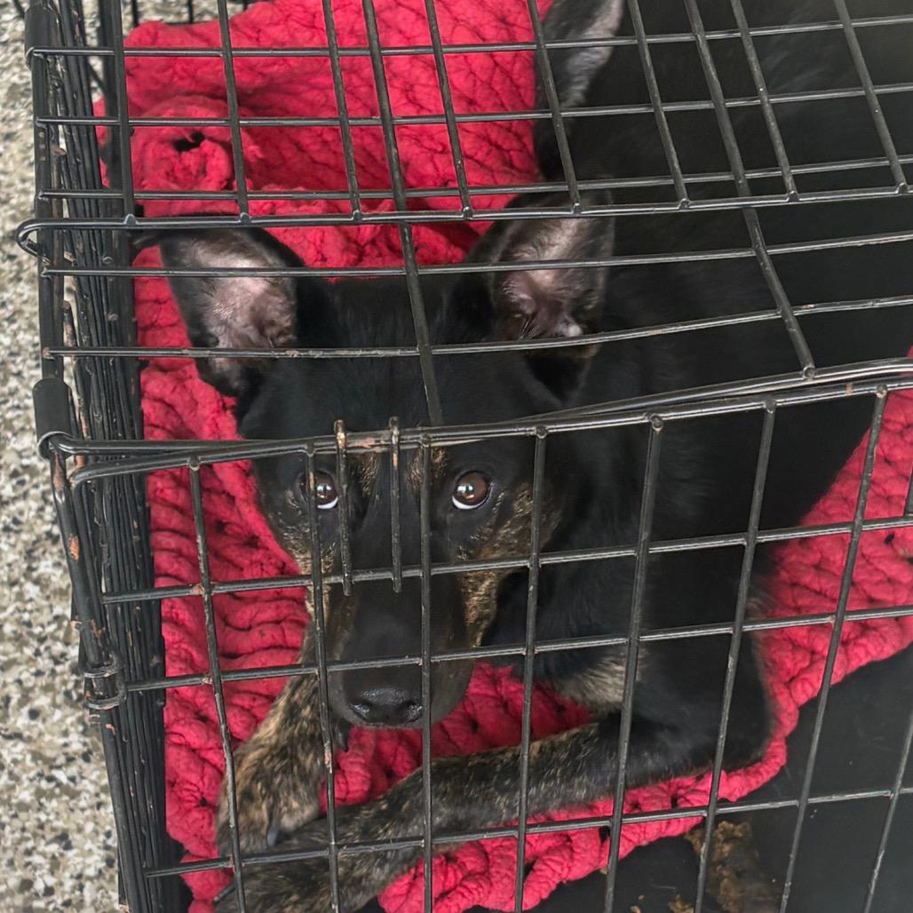 Bath, Adoptable, Adult Female Australian Cattle Dog / Blue Heeler & Shepherd.