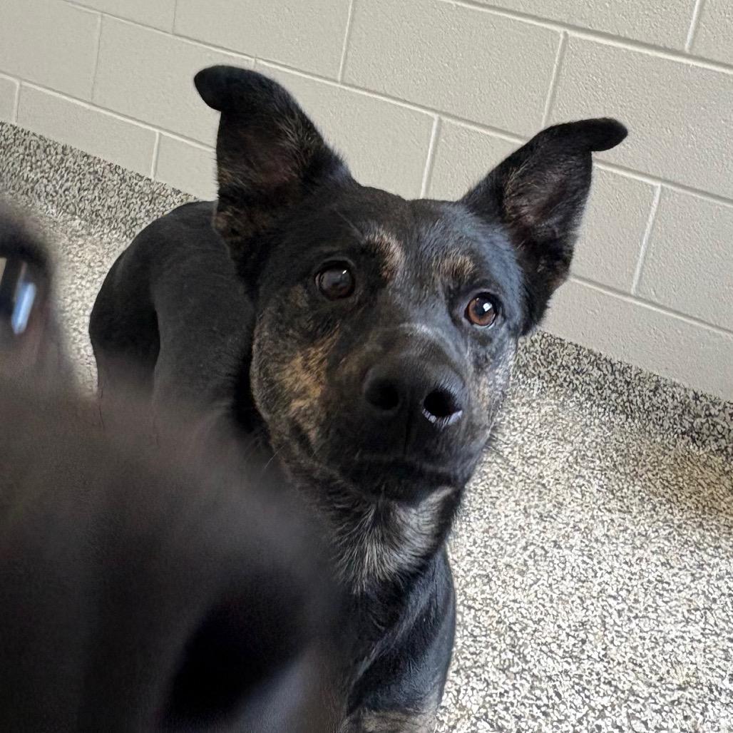 Bath, a Adoptable mixed breed in Morganton, NC image 2/4