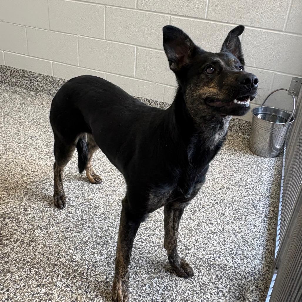 Bath, a Adoptable mixed breed in Morganton, NC image 3/4